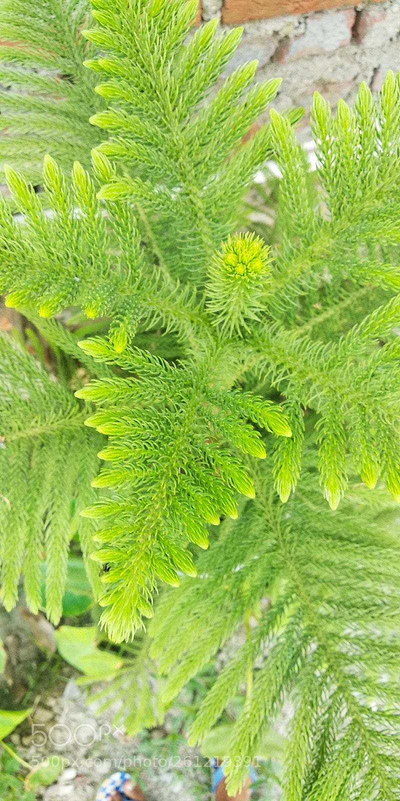 Xiaomi Redmi Note 5 sample photo. Untitled photography