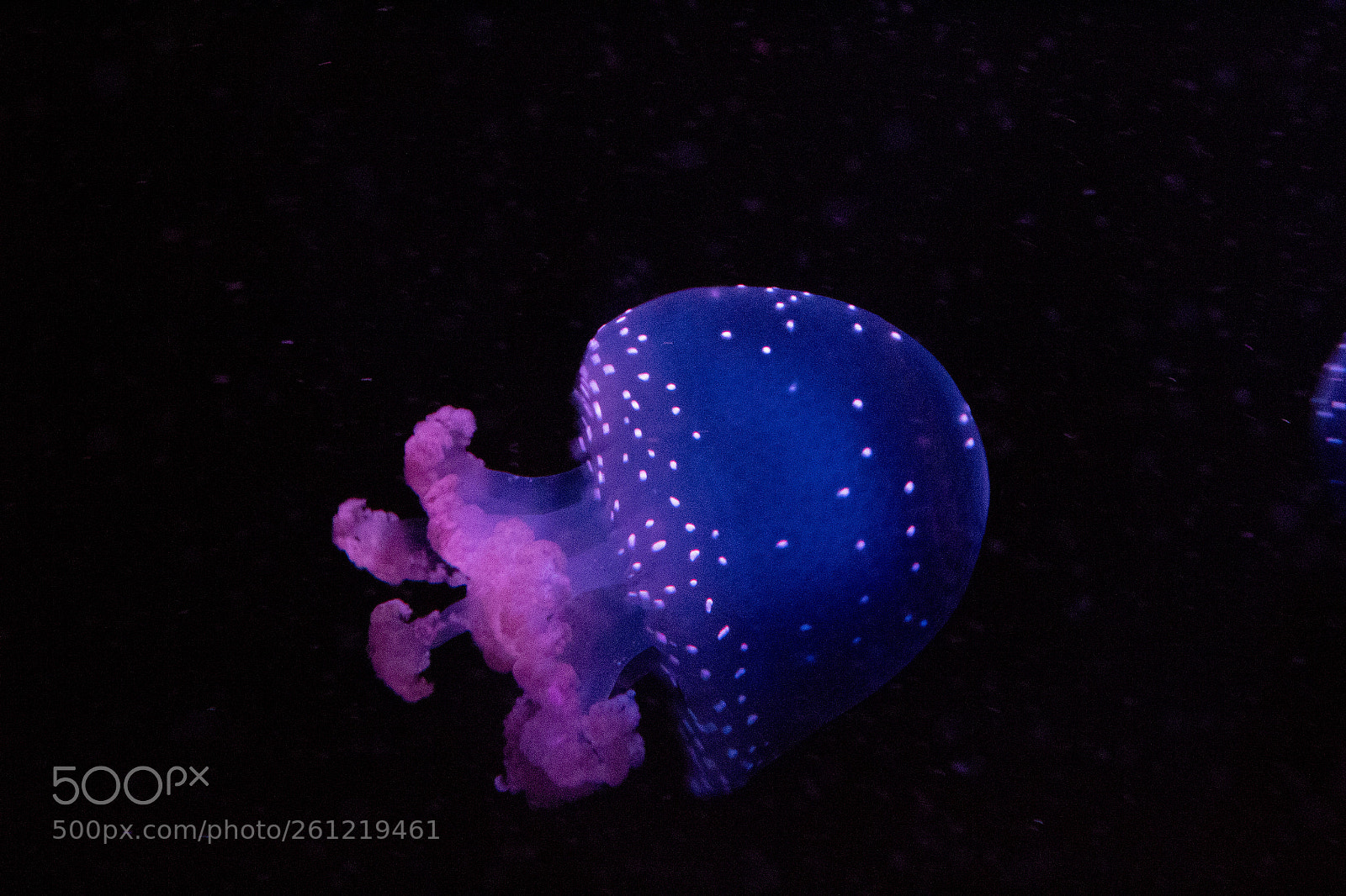 Canon EOS 1300D (EOS Rebel T6 / EOS Kiss X80) sample photo. Jellyfish photography