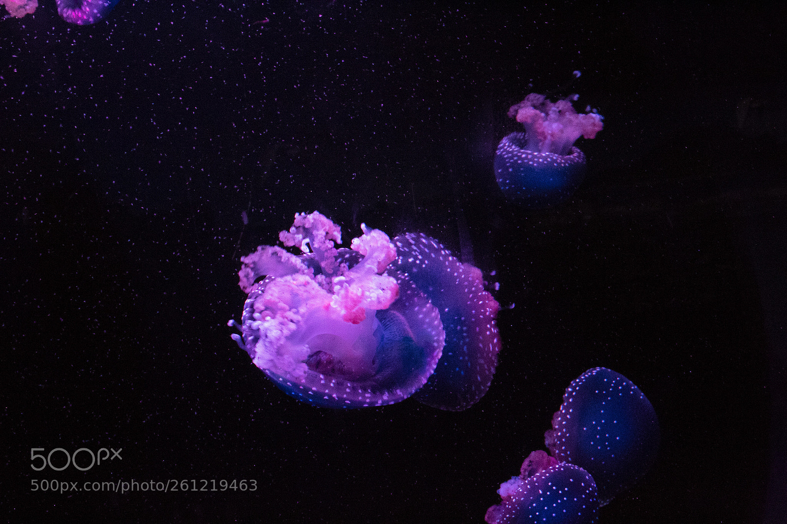 Canon EOS 1300D (EOS Rebel T6 / EOS Kiss X80) sample photo. Jellyfish photography