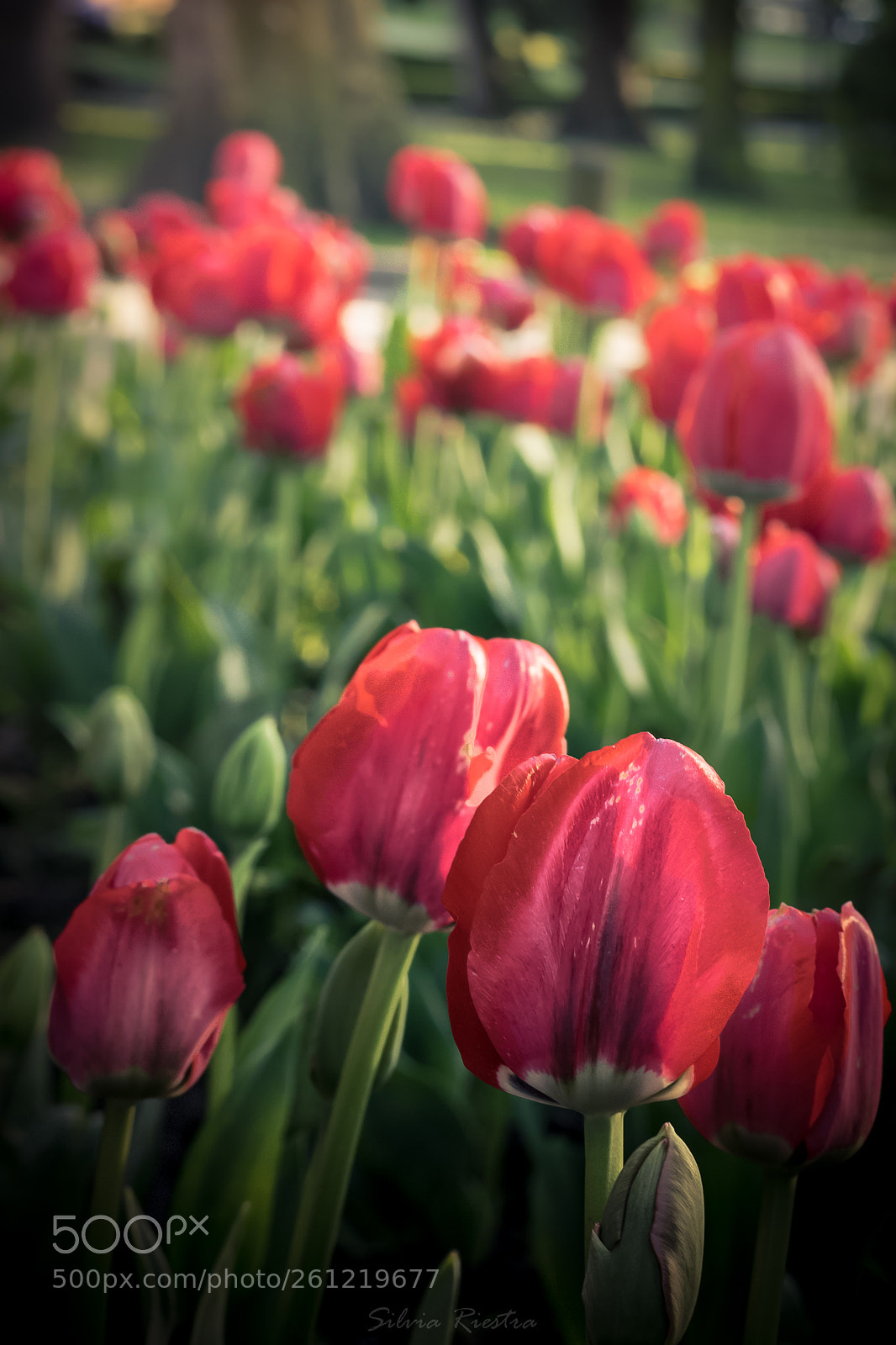 Canon EOS 750D (EOS Rebel T6i / EOS Kiss X8i) sample photo. Tulips photography