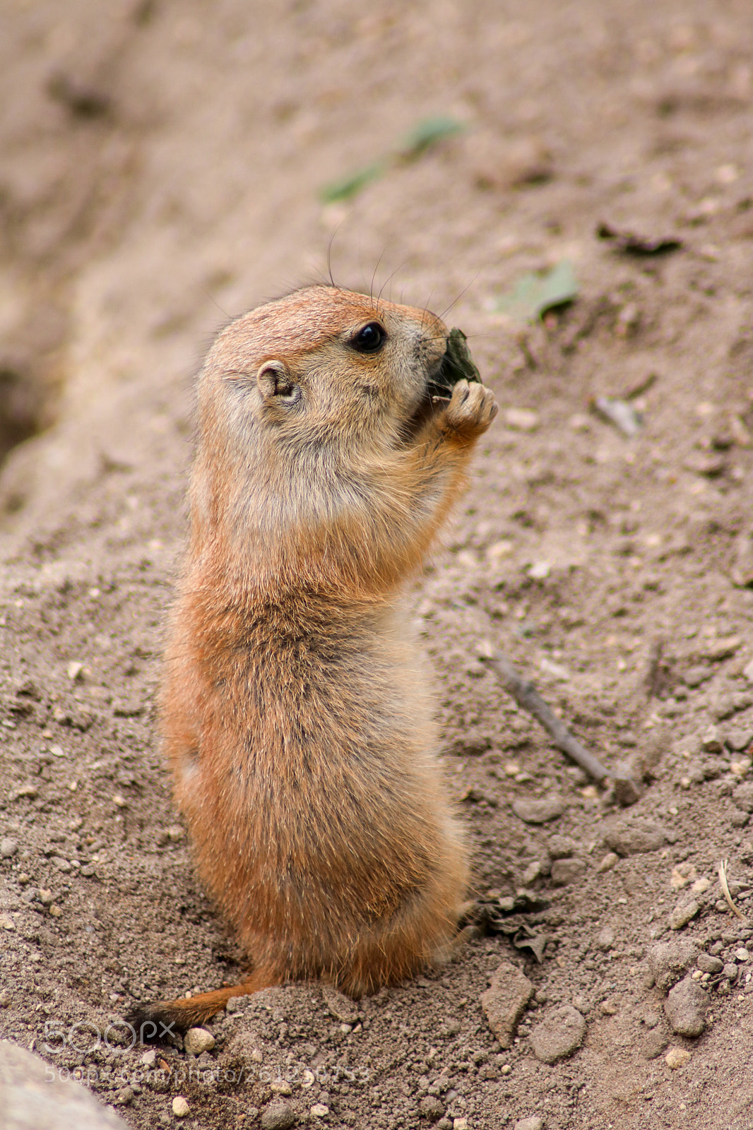 Canon EOS 750D (EOS Rebel T6i / EOS Kiss X8i) sample photo. Little ground squirrel photography