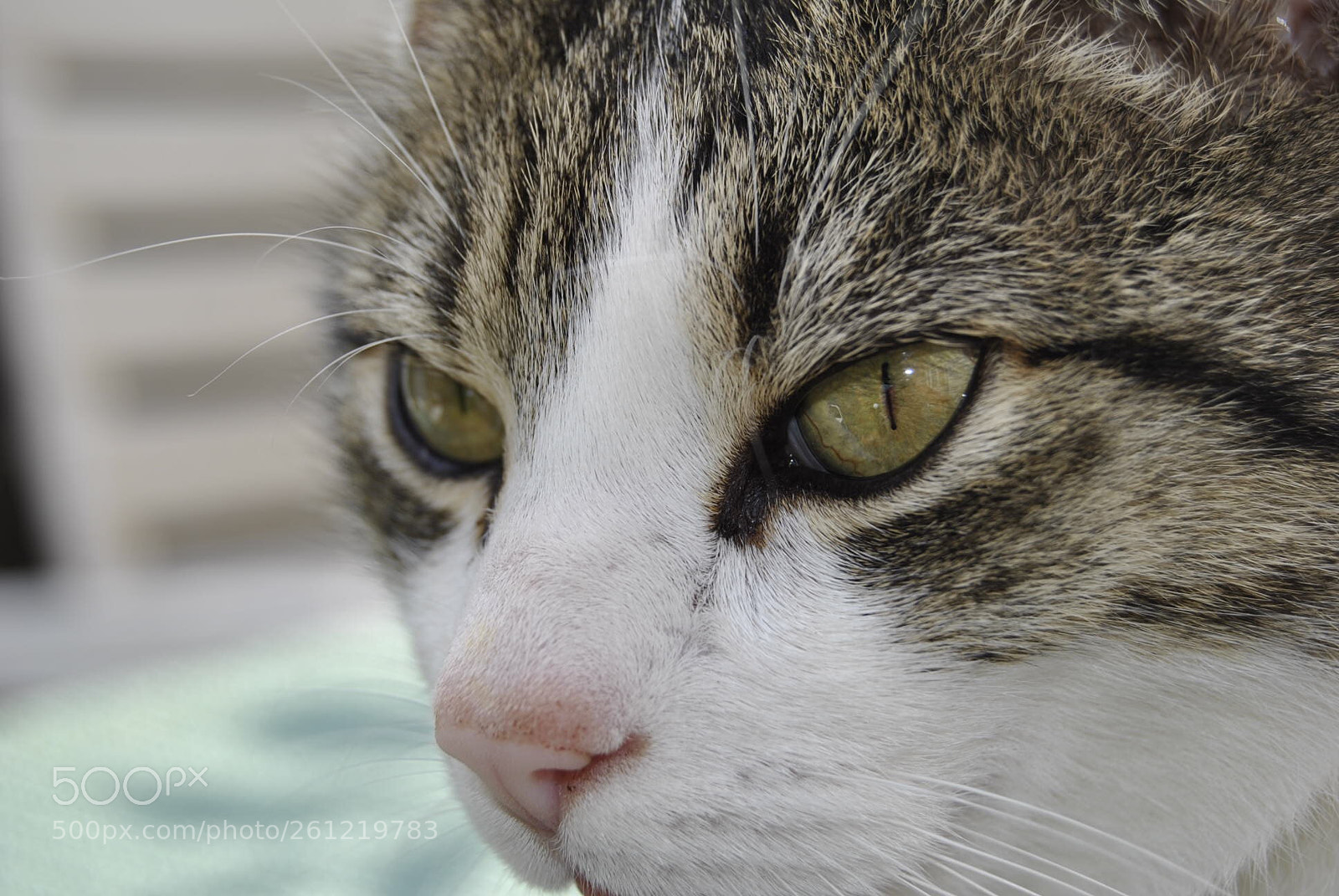 Nikon D3000 sample photo. Untitled photography
