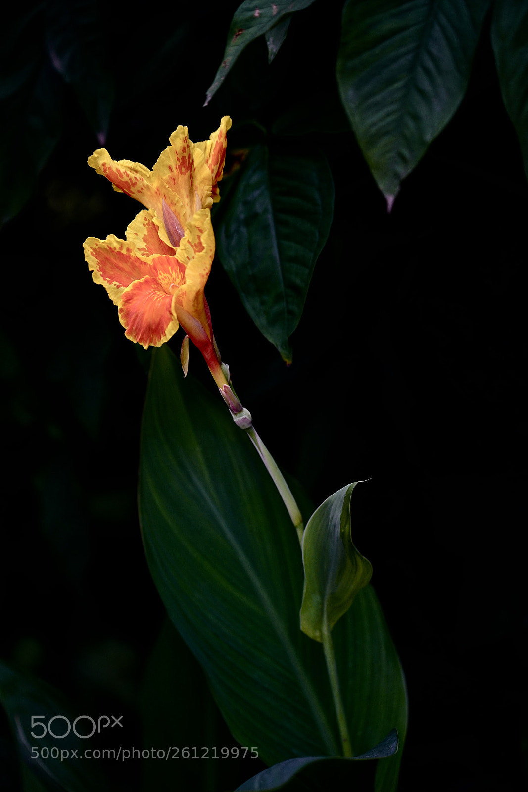 Sony a7R II sample photo. Cana time photography