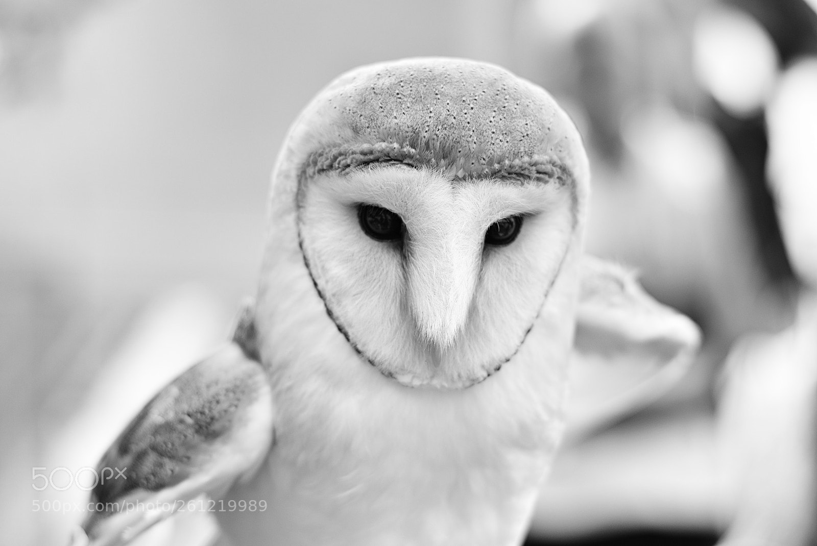 Nikon D3200 sample photo. Tyto alba photography