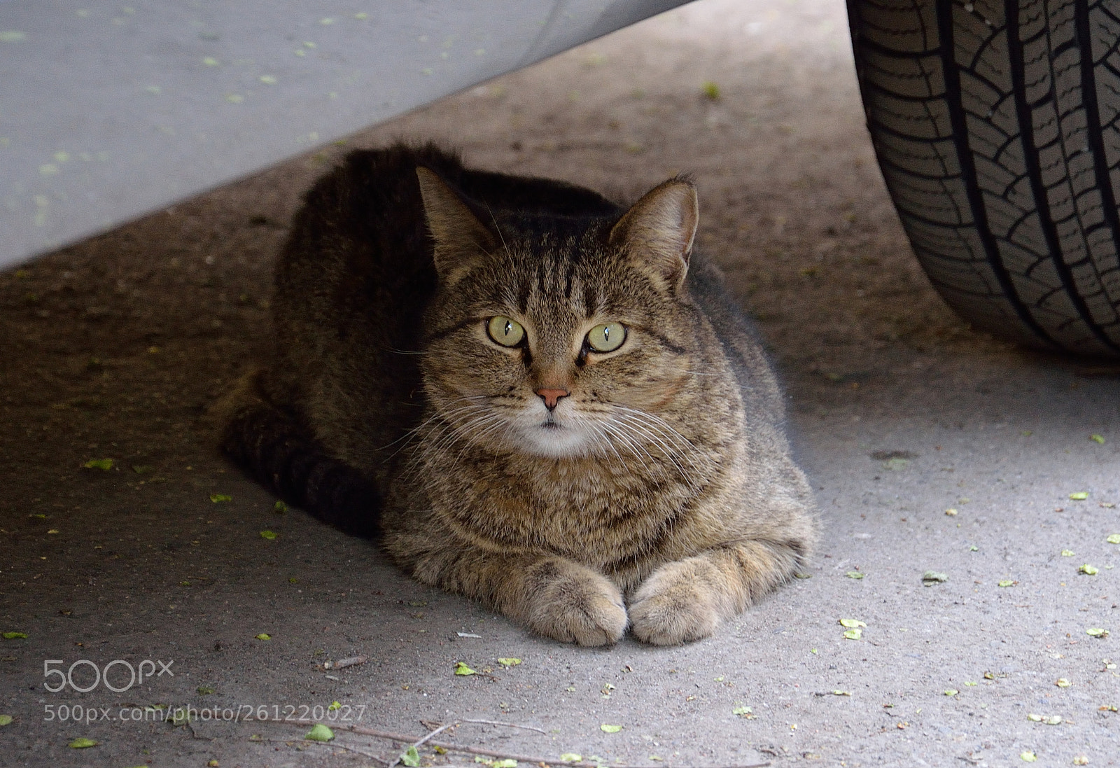 Nikon D5100 sample photo. Cats photography