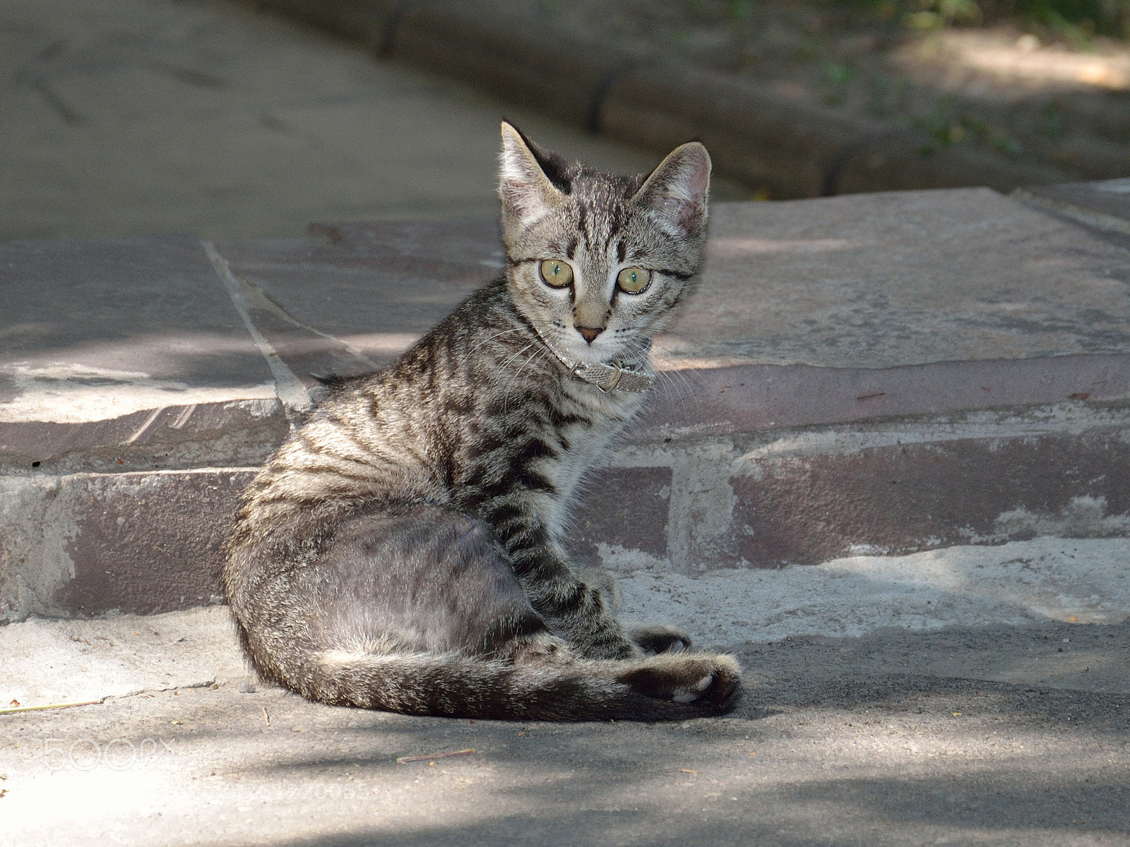 Nikon D5100 sample photo. Cats photography