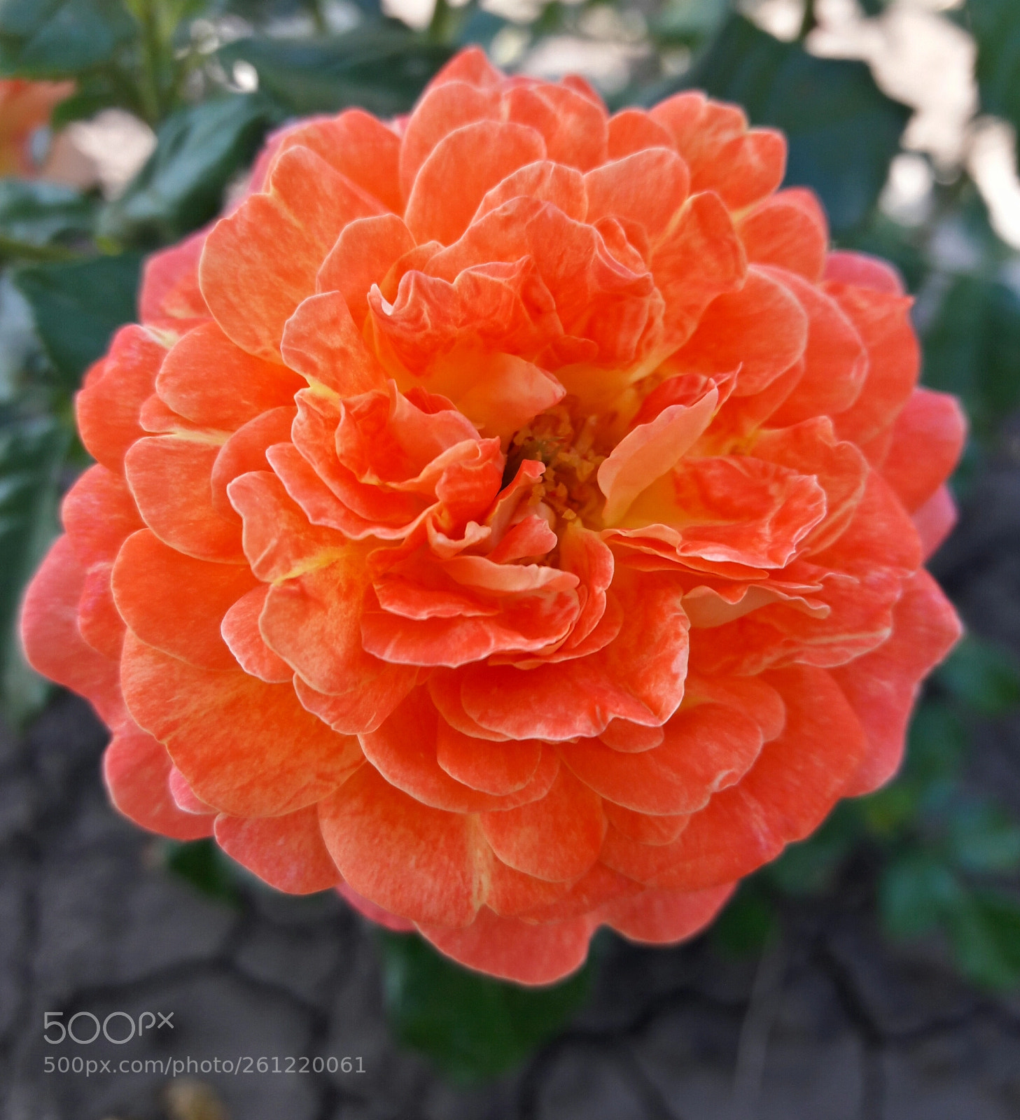 Samsung Galaxy J7 sample photo. Orange rose photography