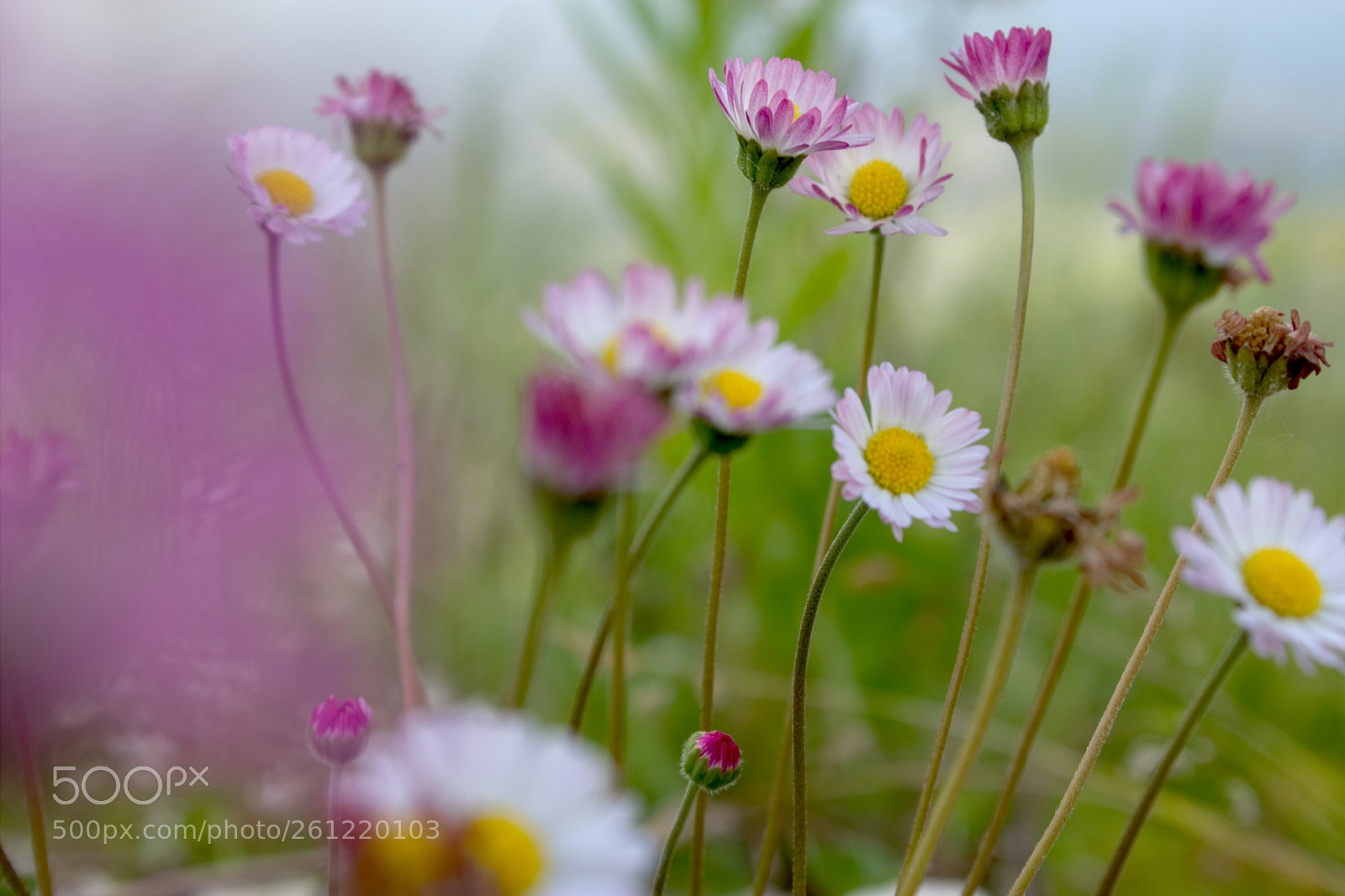 Canon EOS 600D (Rebel EOS T3i / EOS Kiss X5) sample photo. Summer with daisies. photography