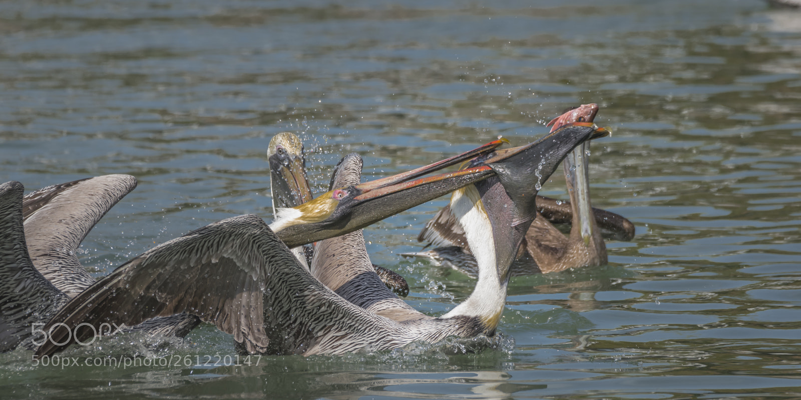 Nikon D810 sample photo. Pelican food fight photography
