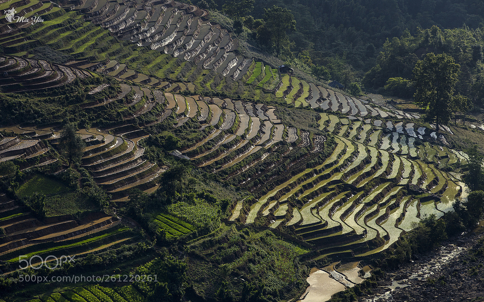 Canon EOS 6D sample photo. Color of terraced fields photography