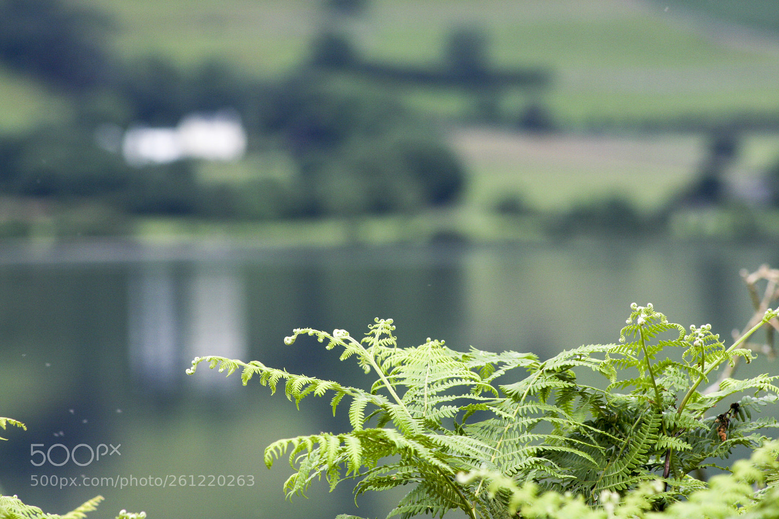 Canon EOS 40D sample photo. A fern on ennerdale photography