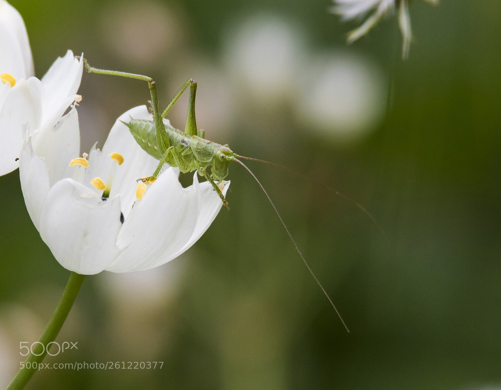 Canon EOS 7D Mark II sample photo. Grasshopper photography