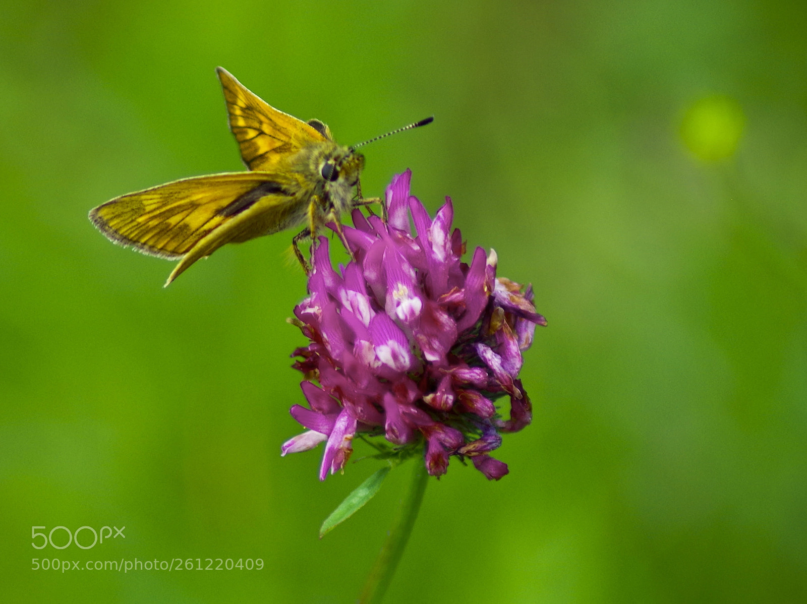 Pentax K-30 sample photo. Butterfly photography