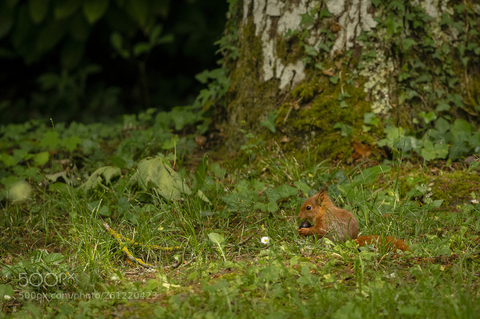 Pentax K-3 sample photo. Squirrel photography