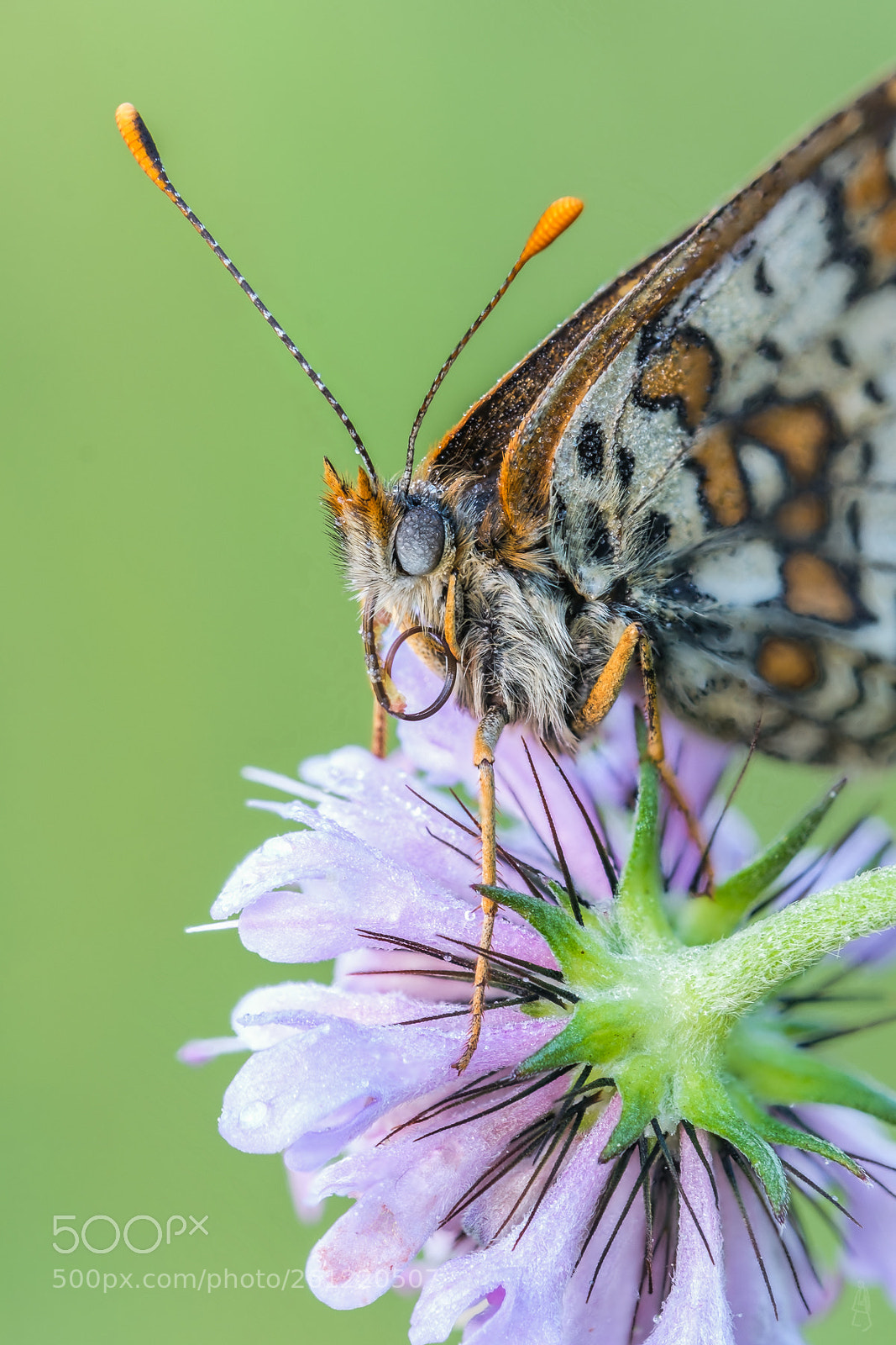 Fujifilm X-T2 sample photo. Fritillary detail photography