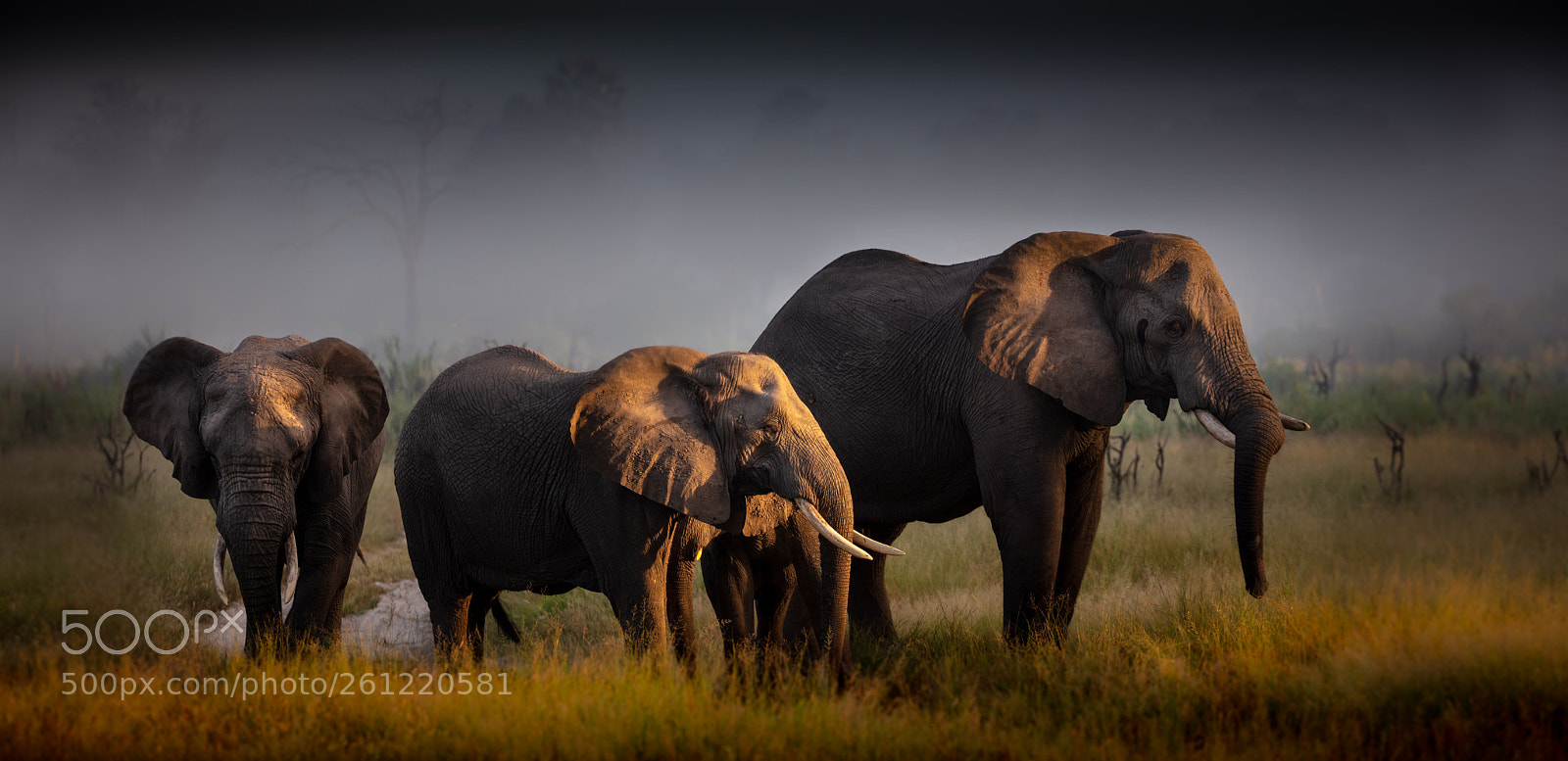 Canon EOS 5DS sample photo. Misty elephants photography