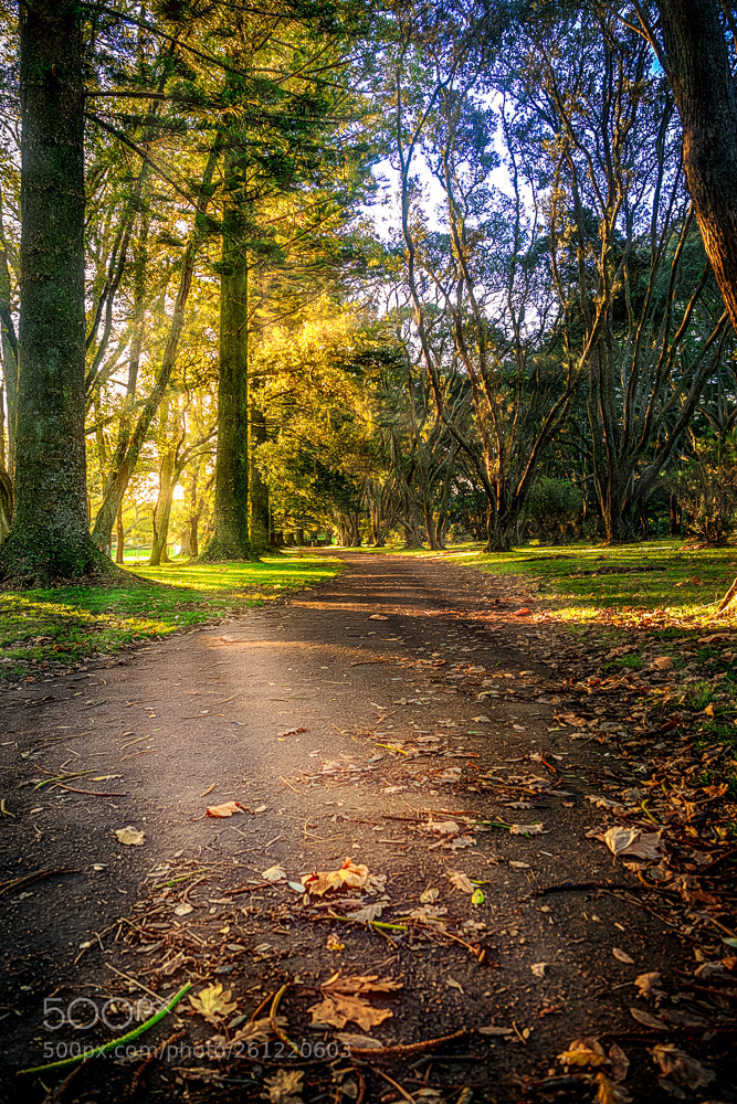 Olympus OM-D E-M1 sample photo. Autumn photography