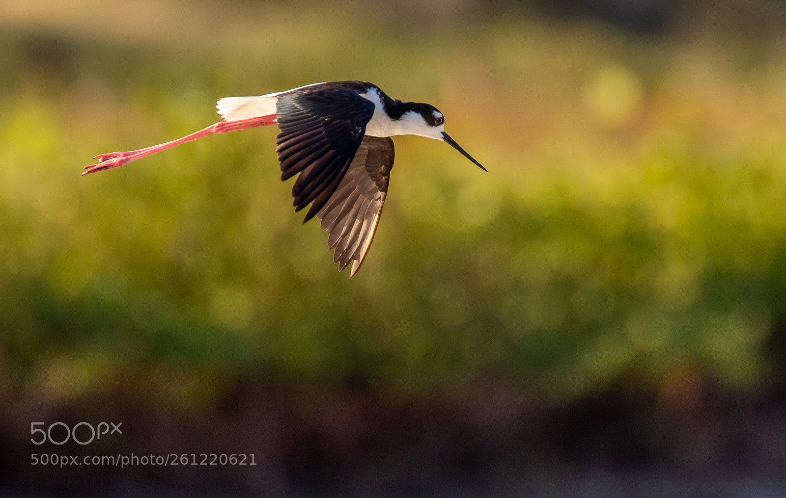 Canon EOS 7D Mark II sample photo. Black-necked stilt in flight photography