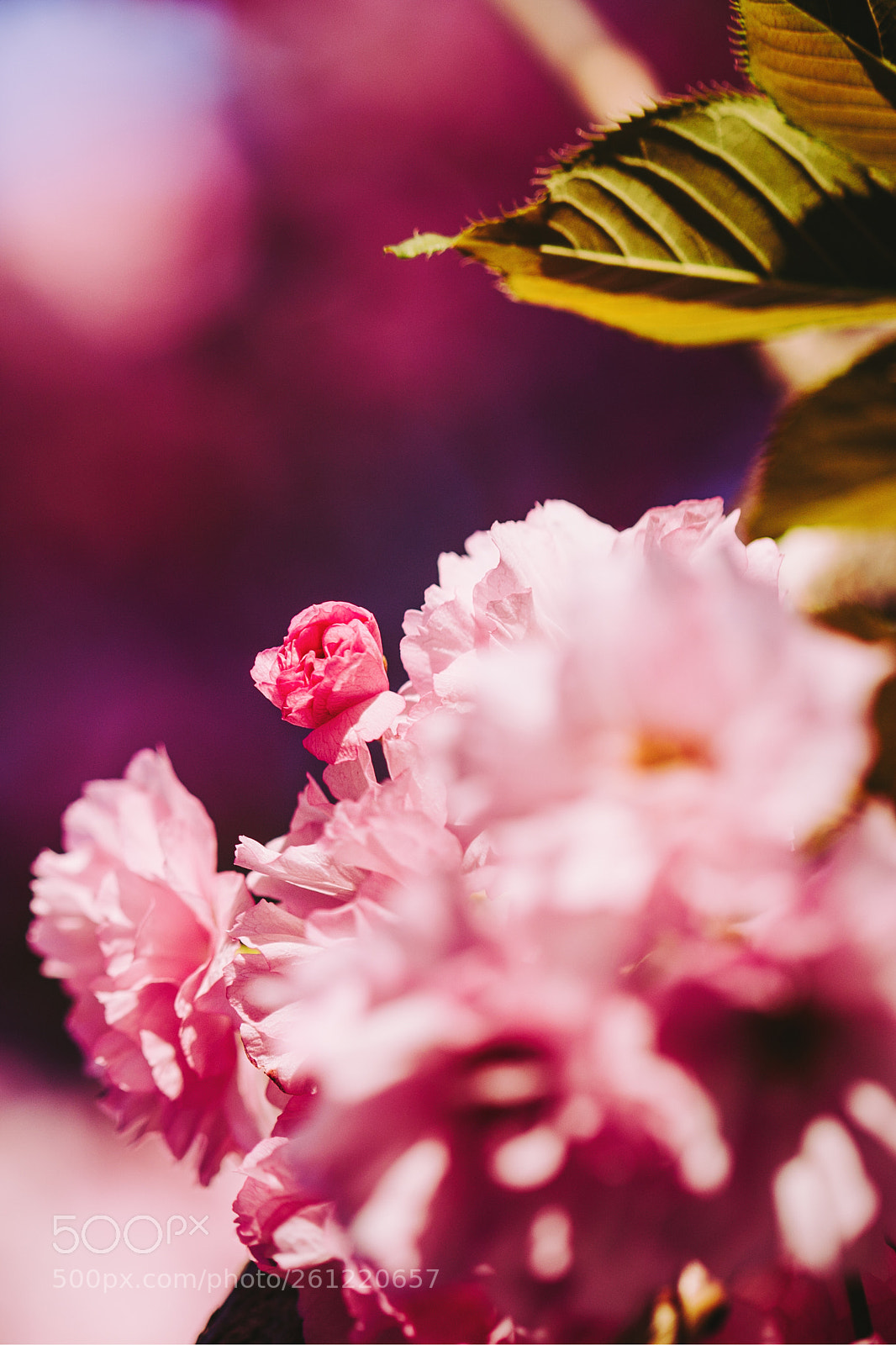 Canon EOS 6D sample photo. Tiny flower photography