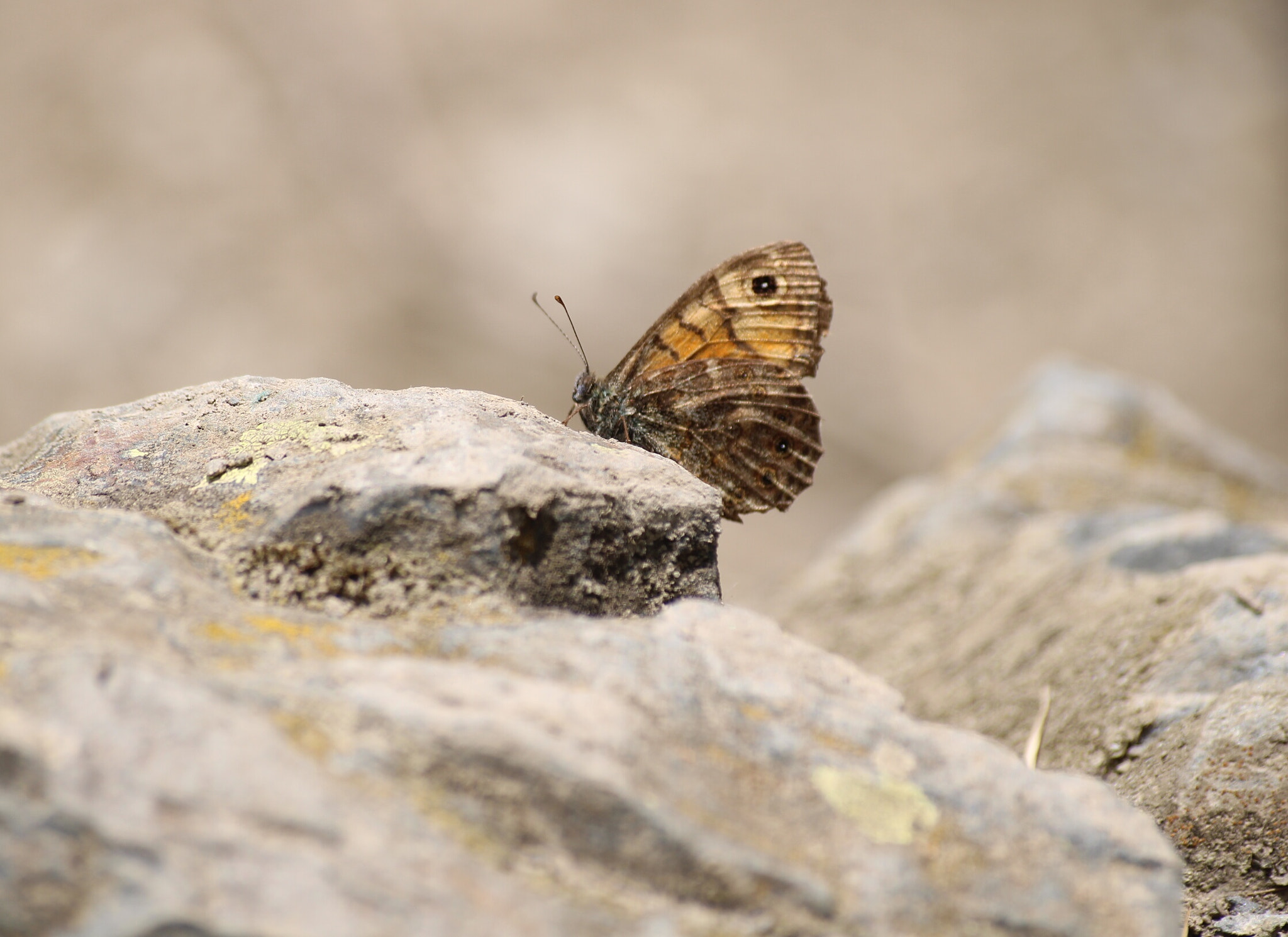 Canon EOS 2000D (EOS Rebel T7 / EOS Kiss X90 / EOS 1500D) sample photo. Butterfly photography