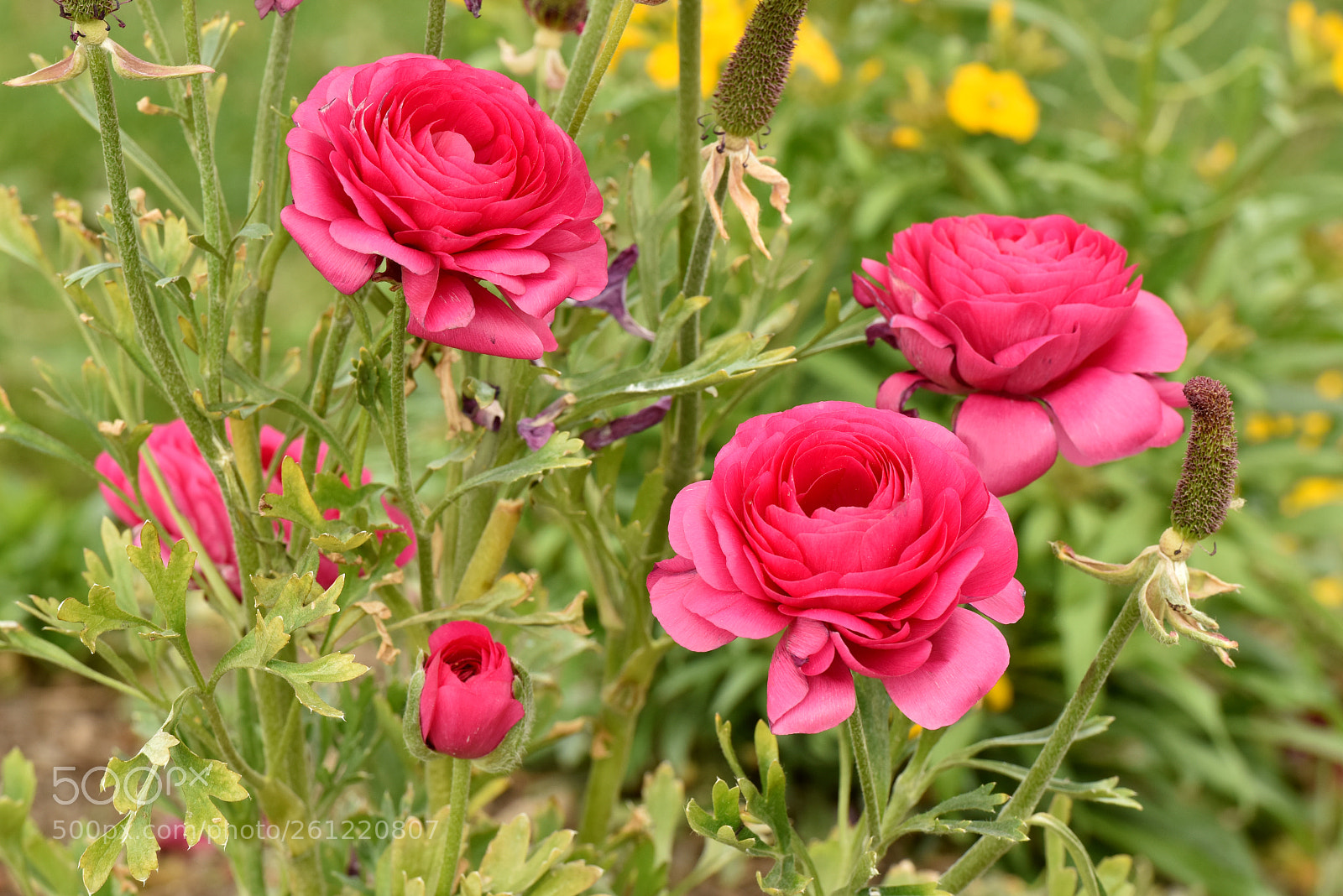 Nikon D810 sample photo. Roses photography