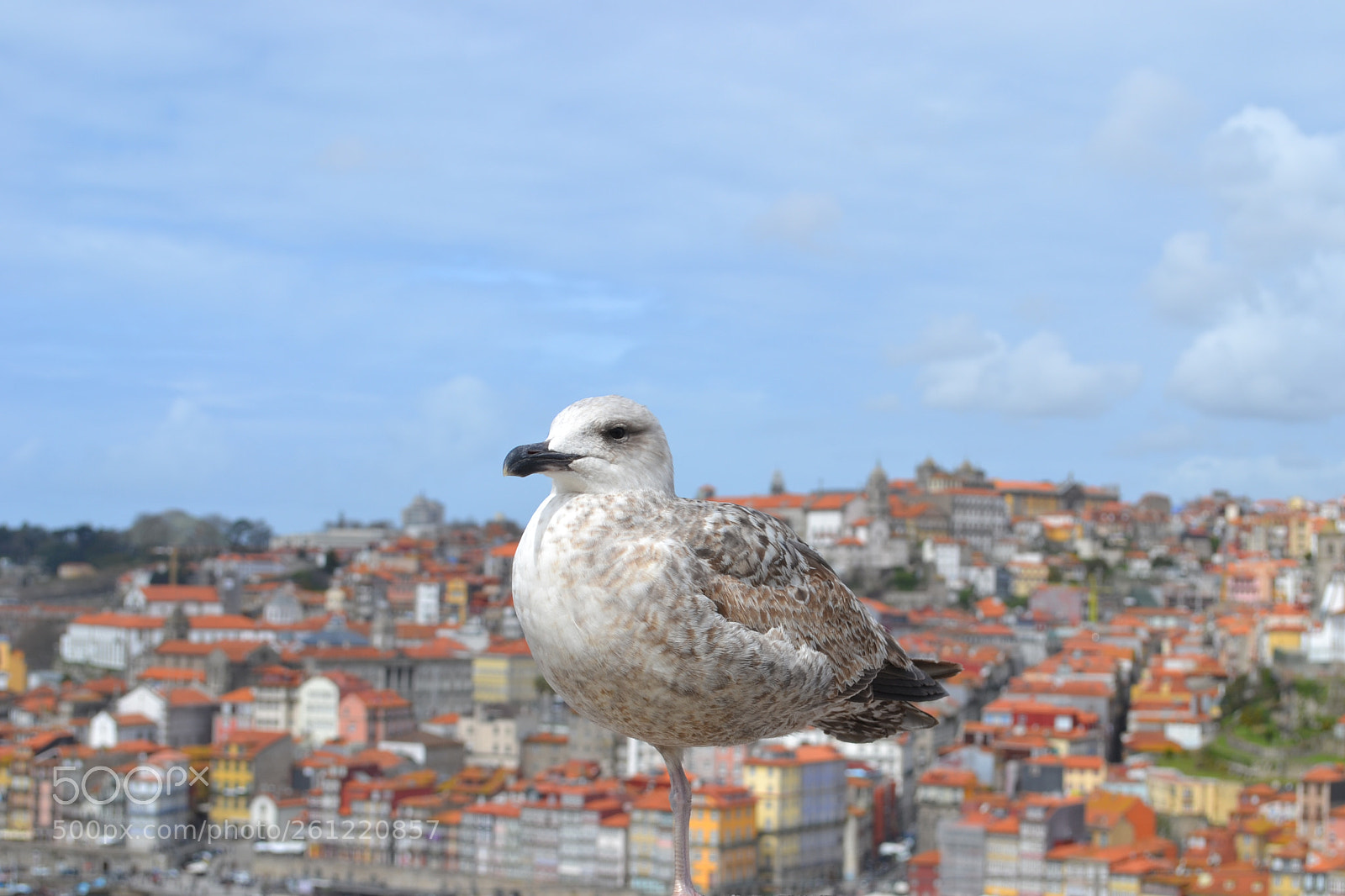 Nikon D3100 sample photo. One leg? photography