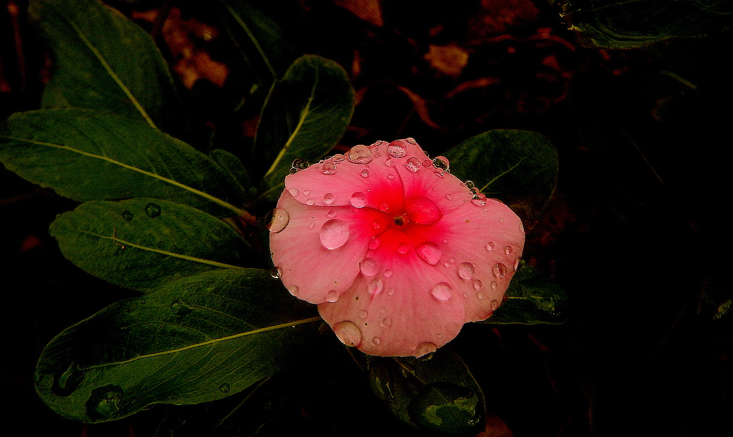 Fujifilm FinePix SL1000 sample photo. Pink flower photography