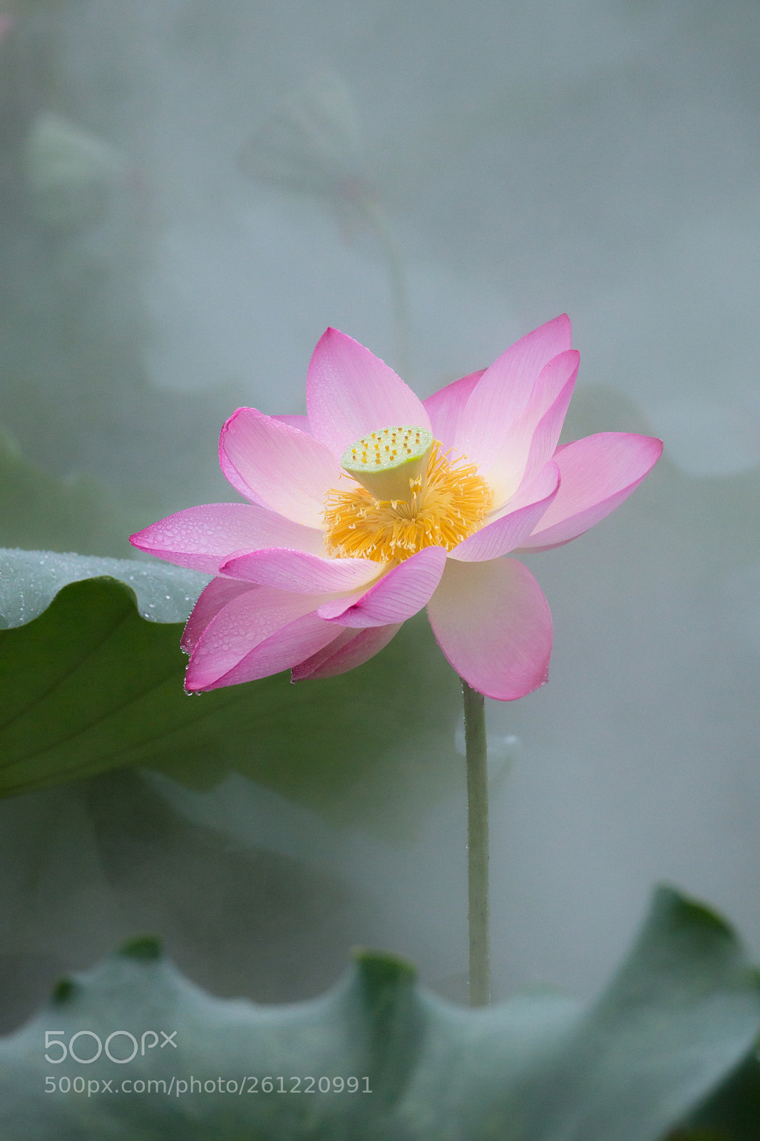 Canon EOS 6D sample photo. 荷瑞 photography