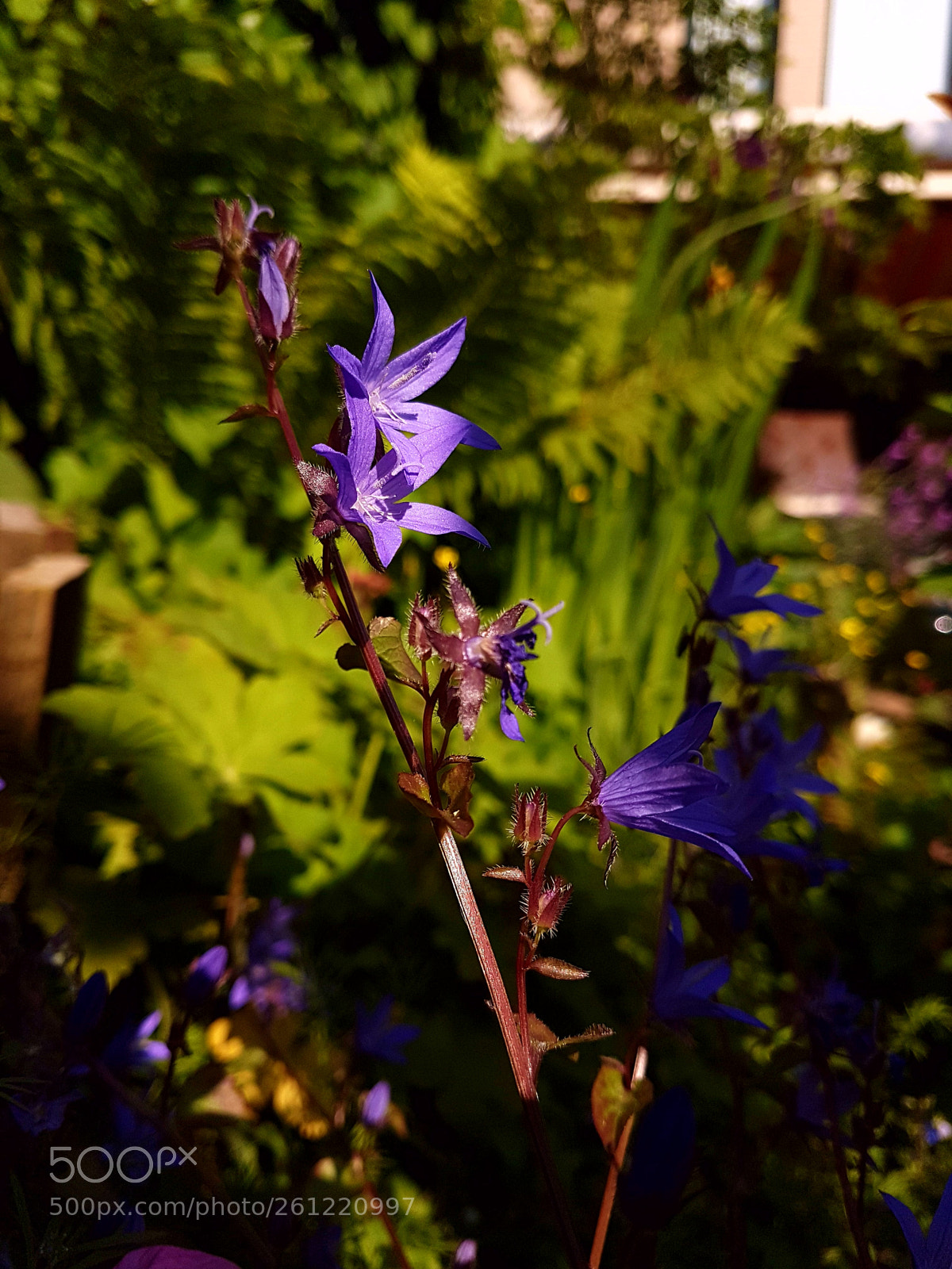Samsung Galaxy S7 sample photo. Campanula flowers and buds... photography