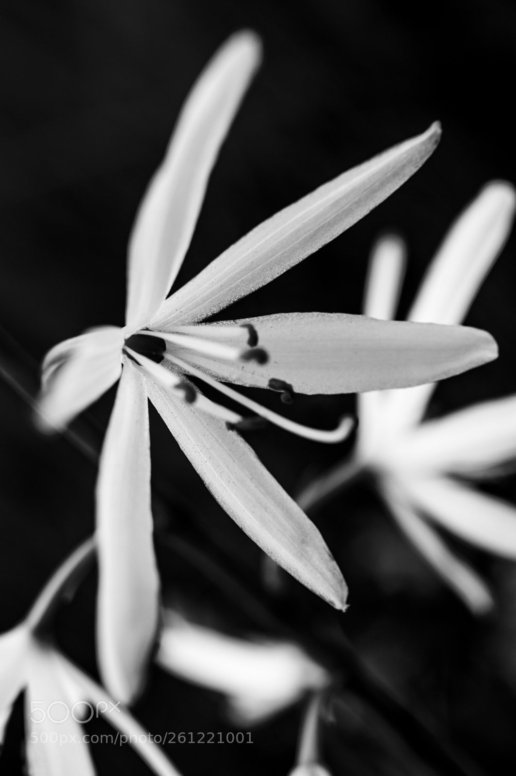 Nikon D3200 sample photo. Anthericum liliago photography