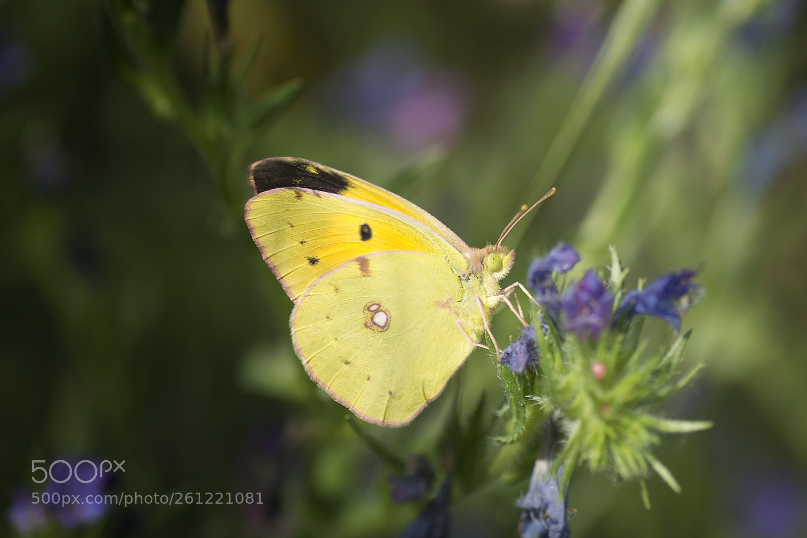 Nikon D5200 sample photo. Clouded yellow butterfly photography