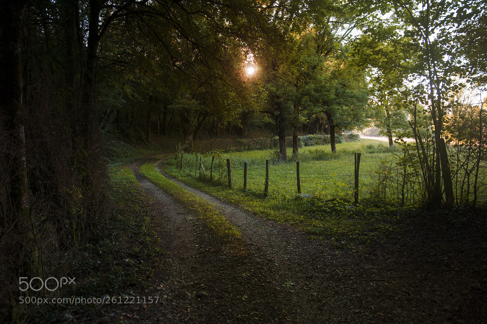 Nikon Df sample photo. Going for a walk photography