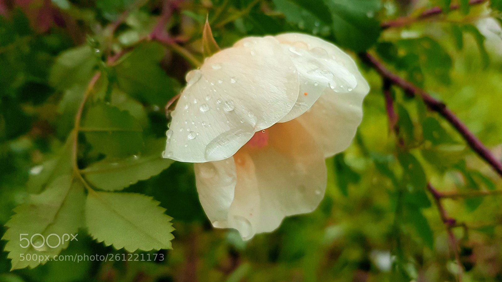 Samsung Galaxy S8+ sample photo. June photography