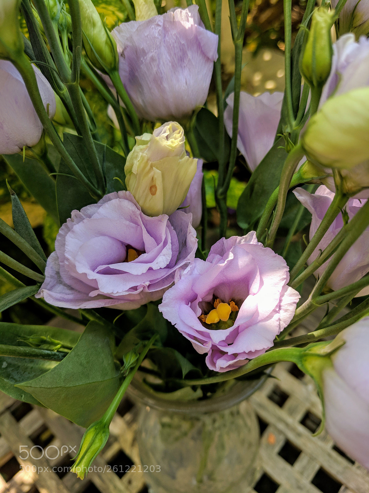 Google Pixel sample photo. Lilac twins photography