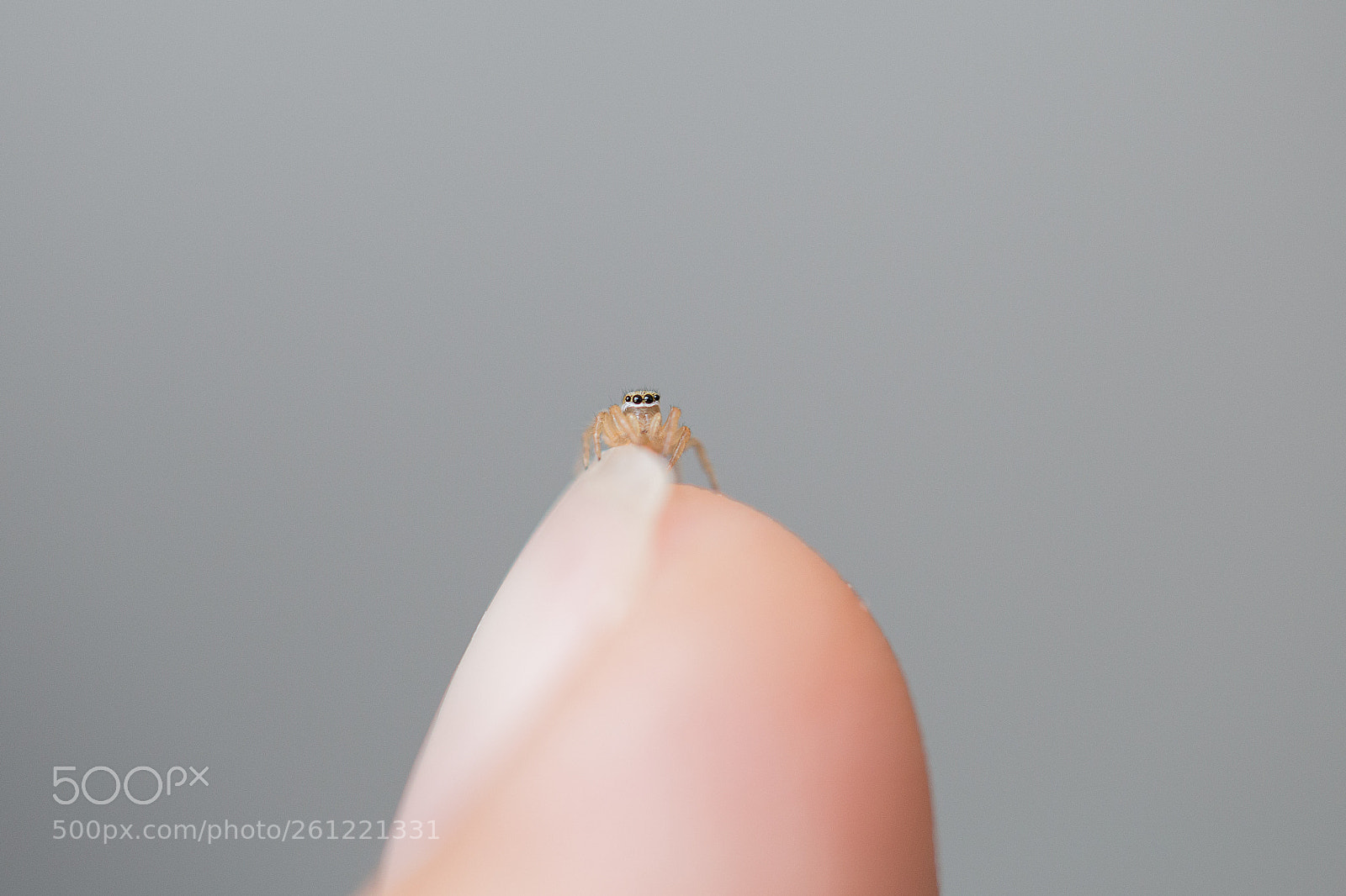 Canon EOS 6D sample photo. La spider en mi photography