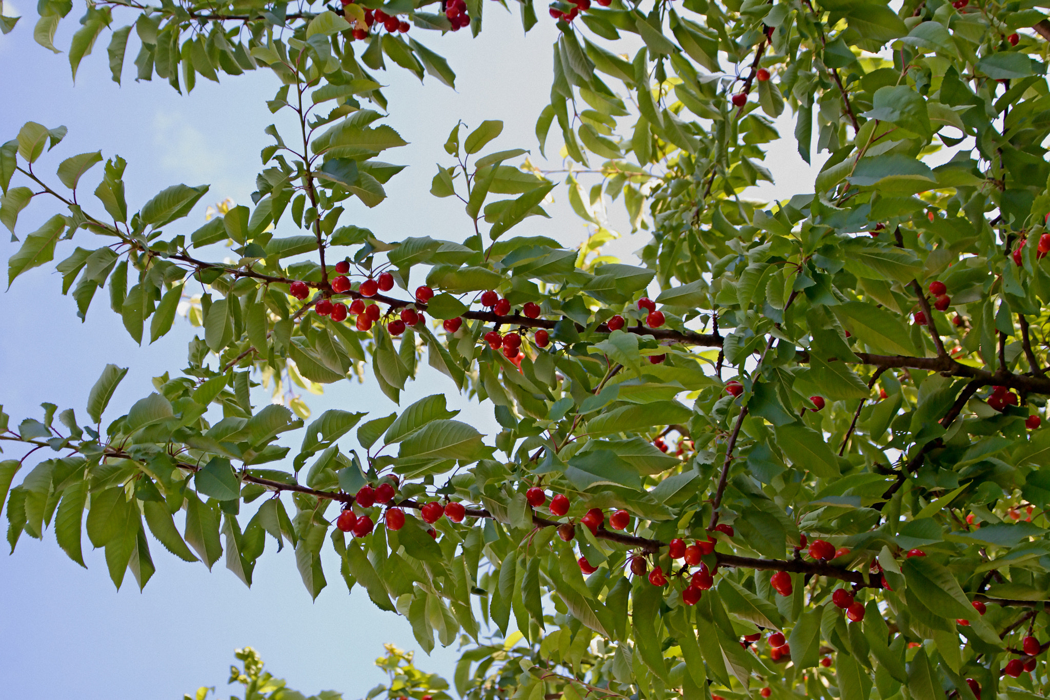 Canon EOS 50D + Canon TS-E 90mm F2.8 Tilt-Shift sample photo. Cherries photography