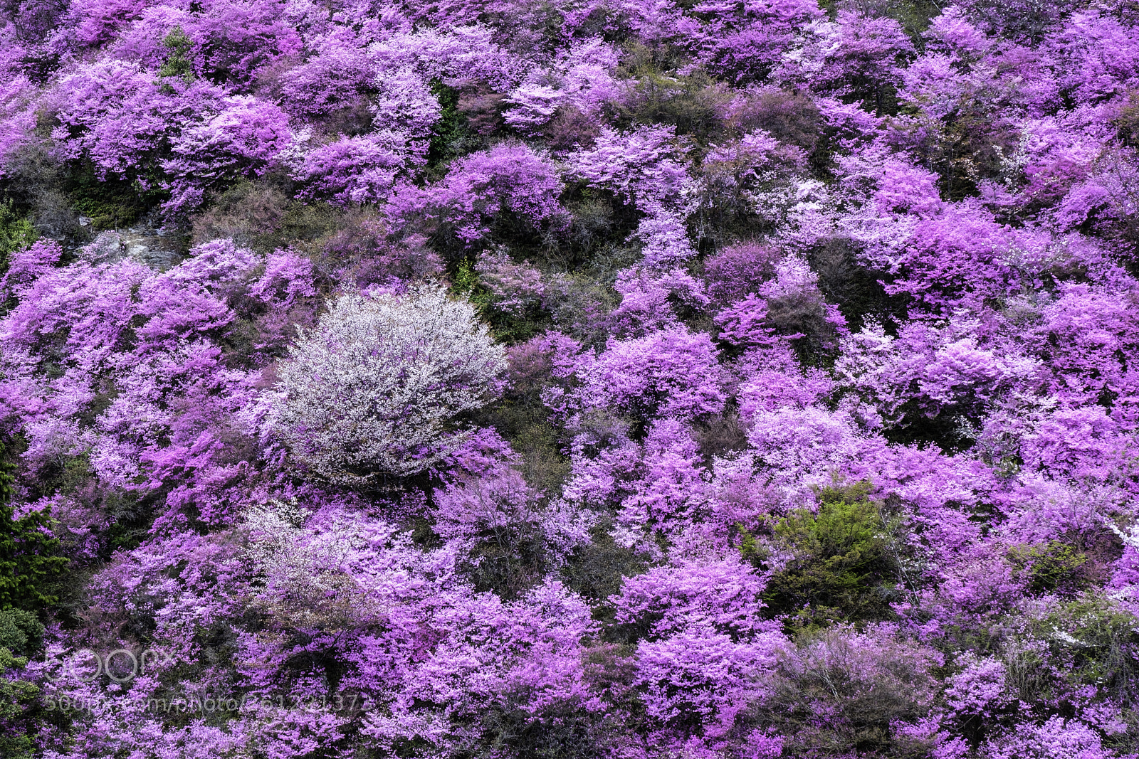 Fujifilm X-T2 sample photo. Japan-高雄山杜鵑 photography