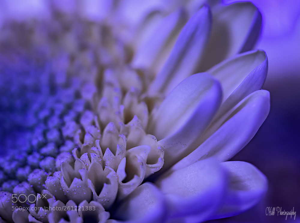 Canon EOS 80D sample photo. Blue light flower photography