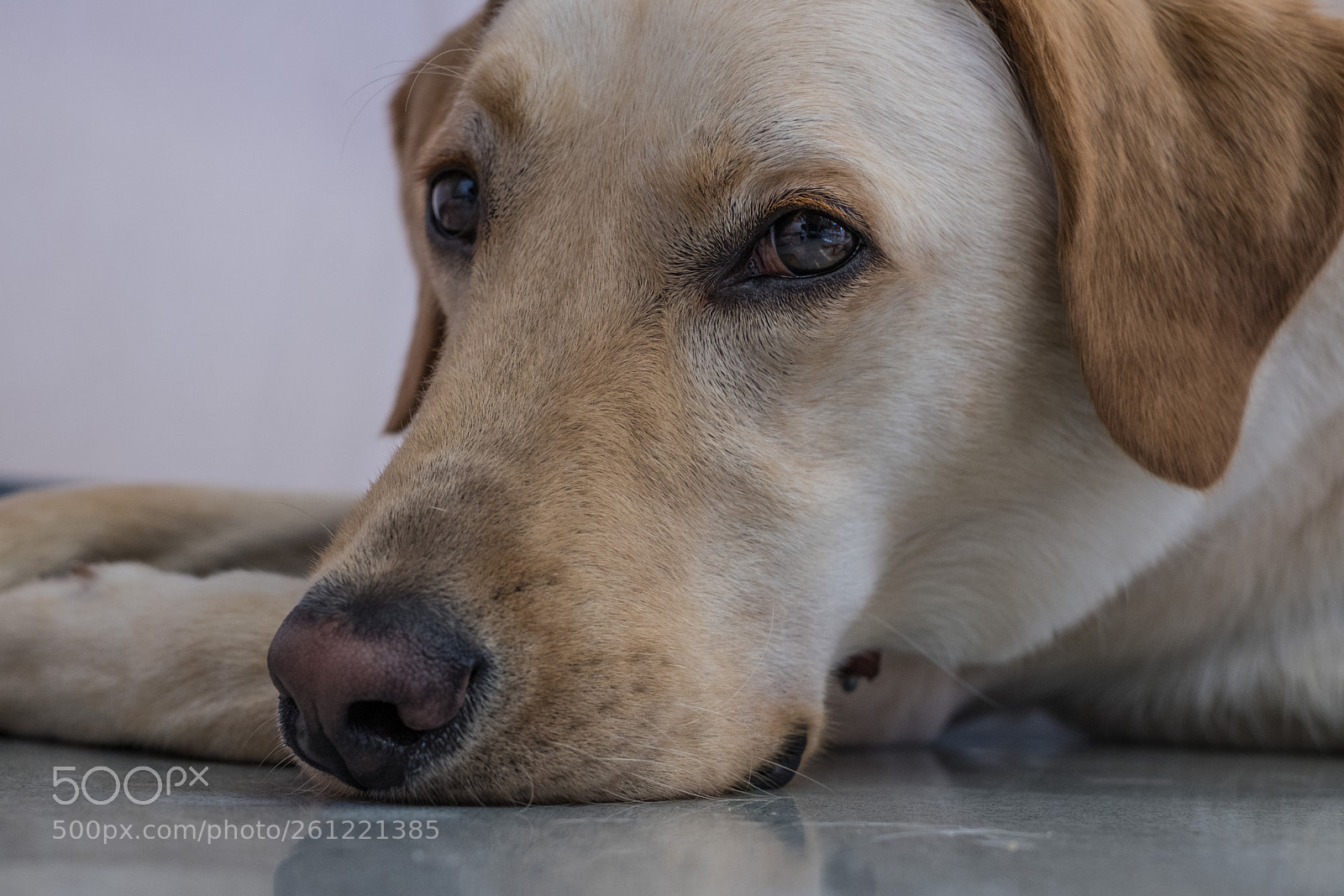 Fujifilm X-Pro2 sample photo. Labrador retriever photography