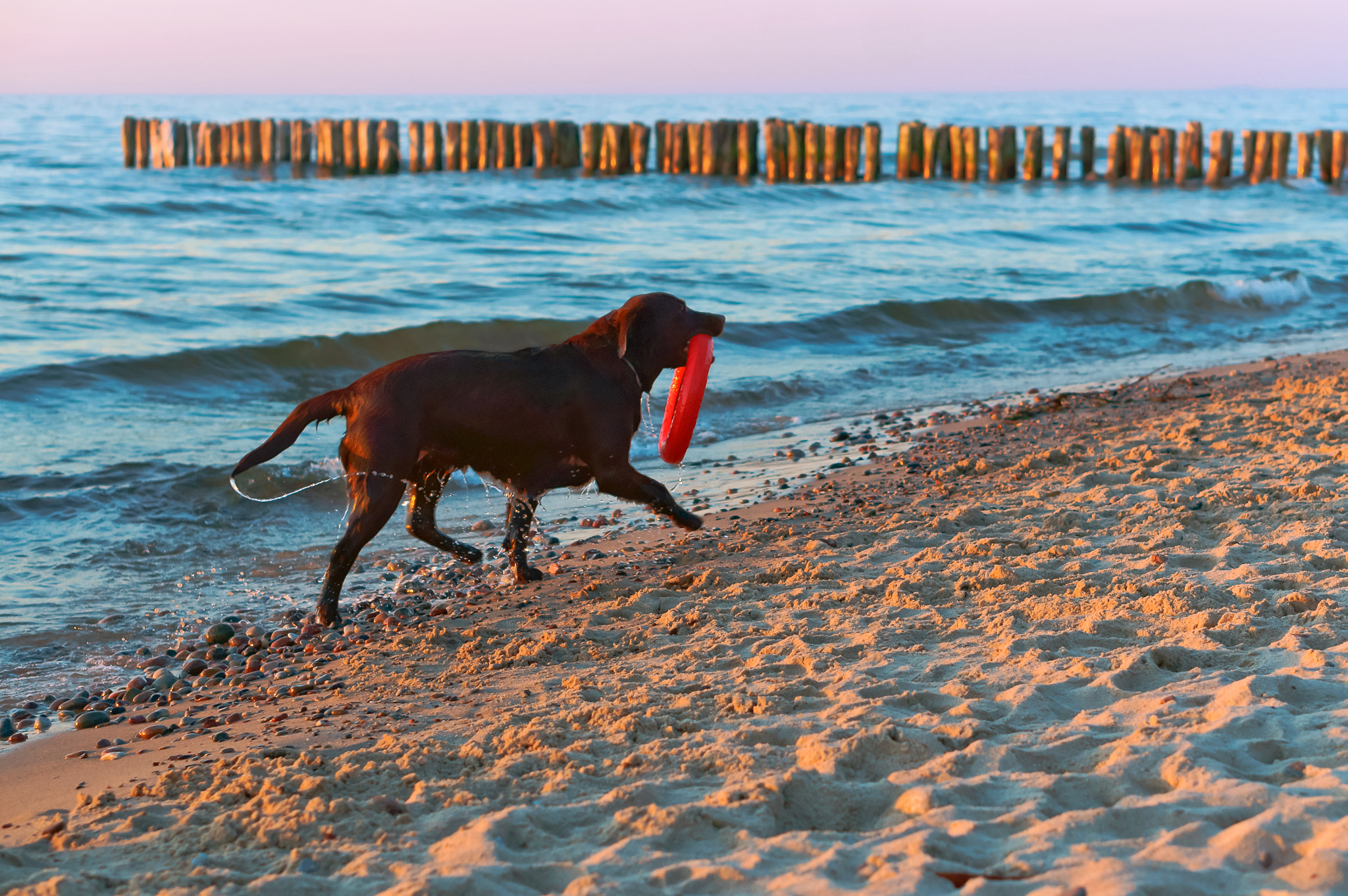 Sony Alpha NEX-3N sample photo. Dog playing on the beach, dog running on the beach, big dark dog on the coast photography
