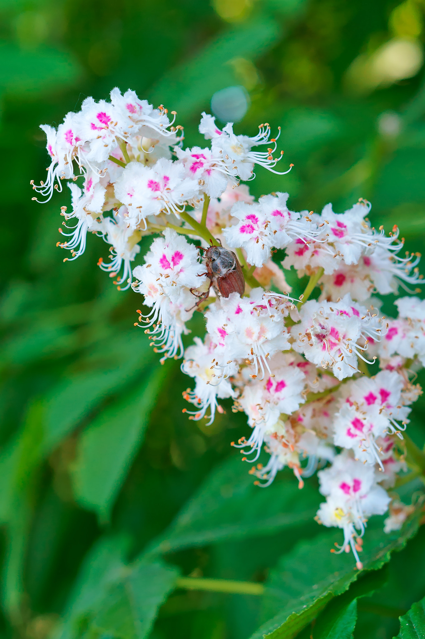 Sony Alpha NEX-3N sample photo. Blooming chestnut, branch of a flowering tree, the chestnut blooms in the spring photography