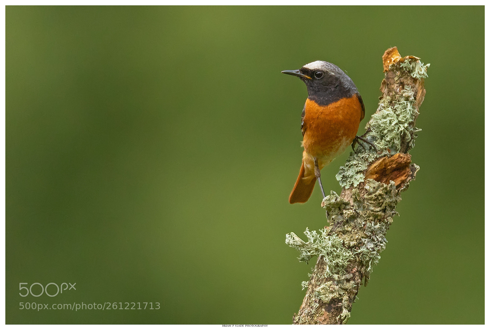 Canon EOS 5D Mark IV sample photo. Redstart photography