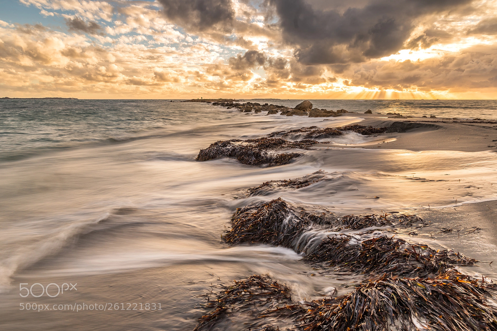 Canon EOS 6D sample photo. Twisted seaweed photography