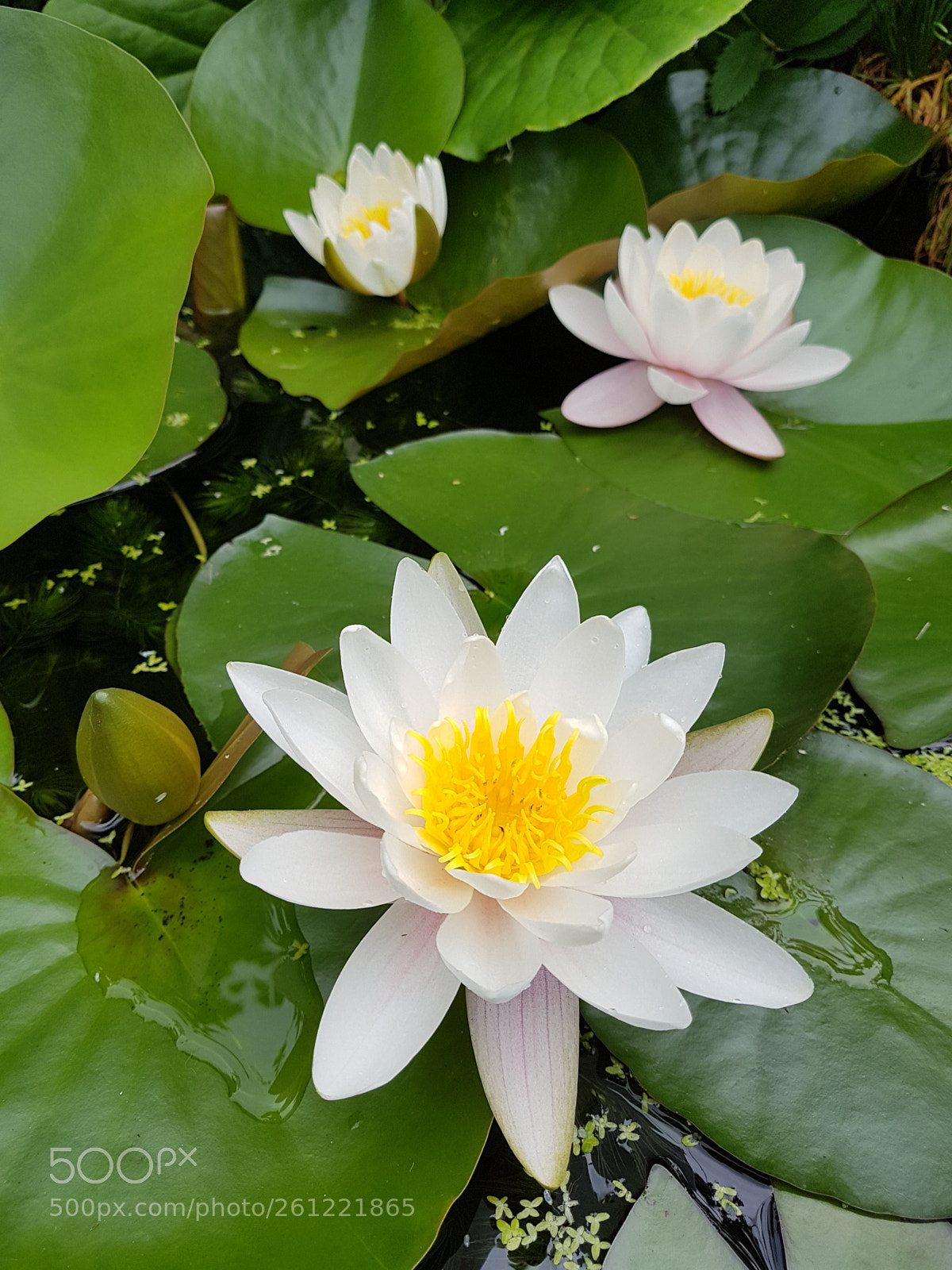 Samsung Galaxy S7 sample photo. Untitled photography