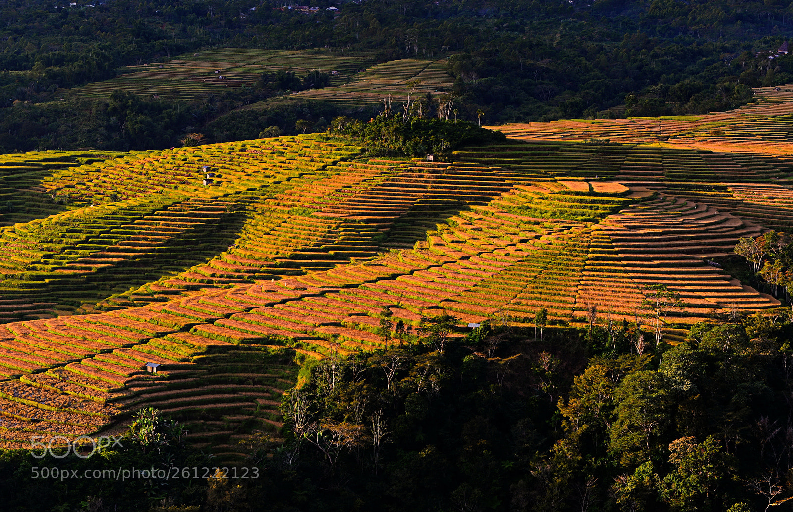 Nikon D610 sample photo. Bidang sawah photography