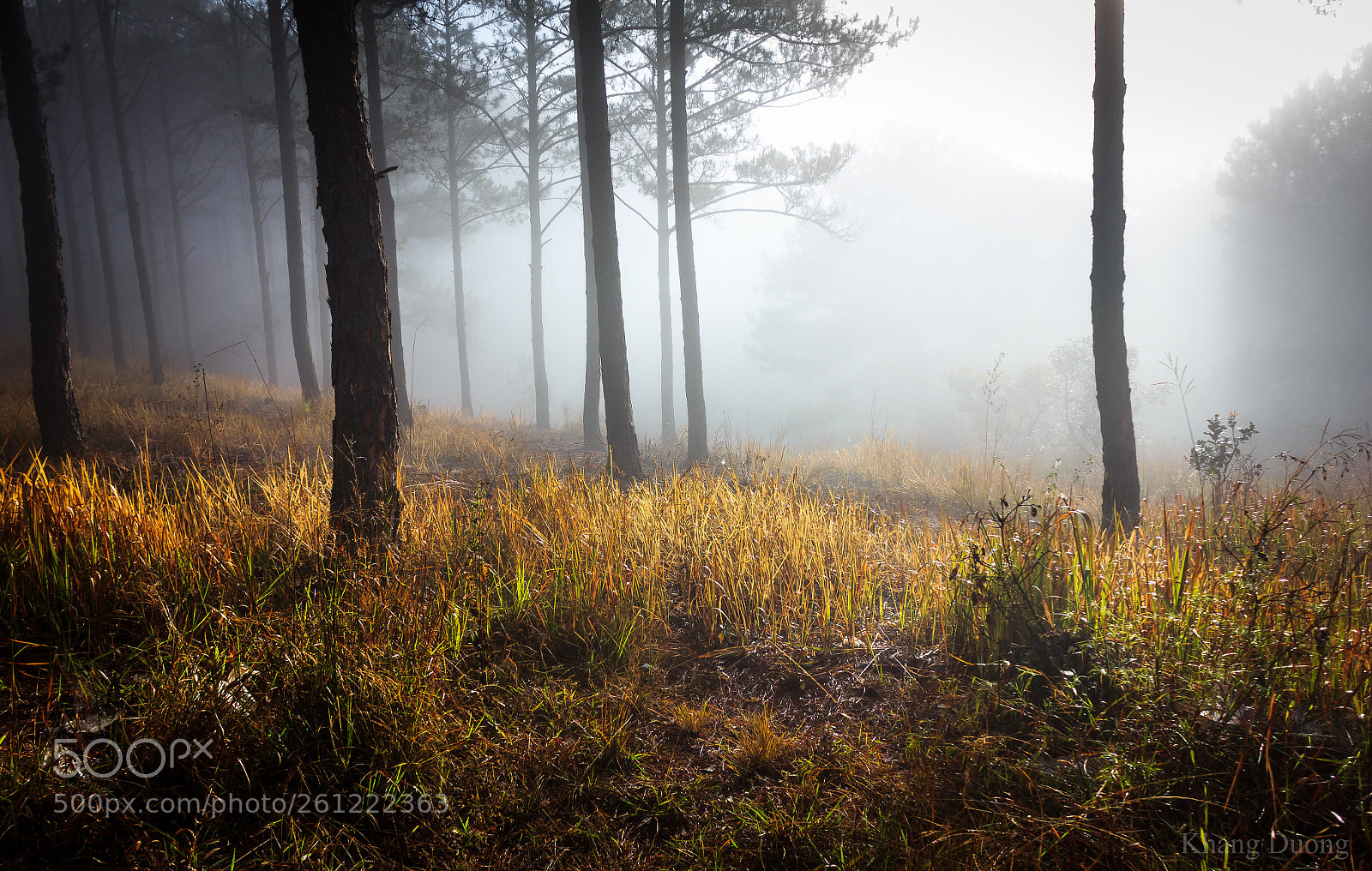 Canon EOS 550D (EOS Rebel T2i / EOS Kiss X4) sample photo. Foggy forest photography