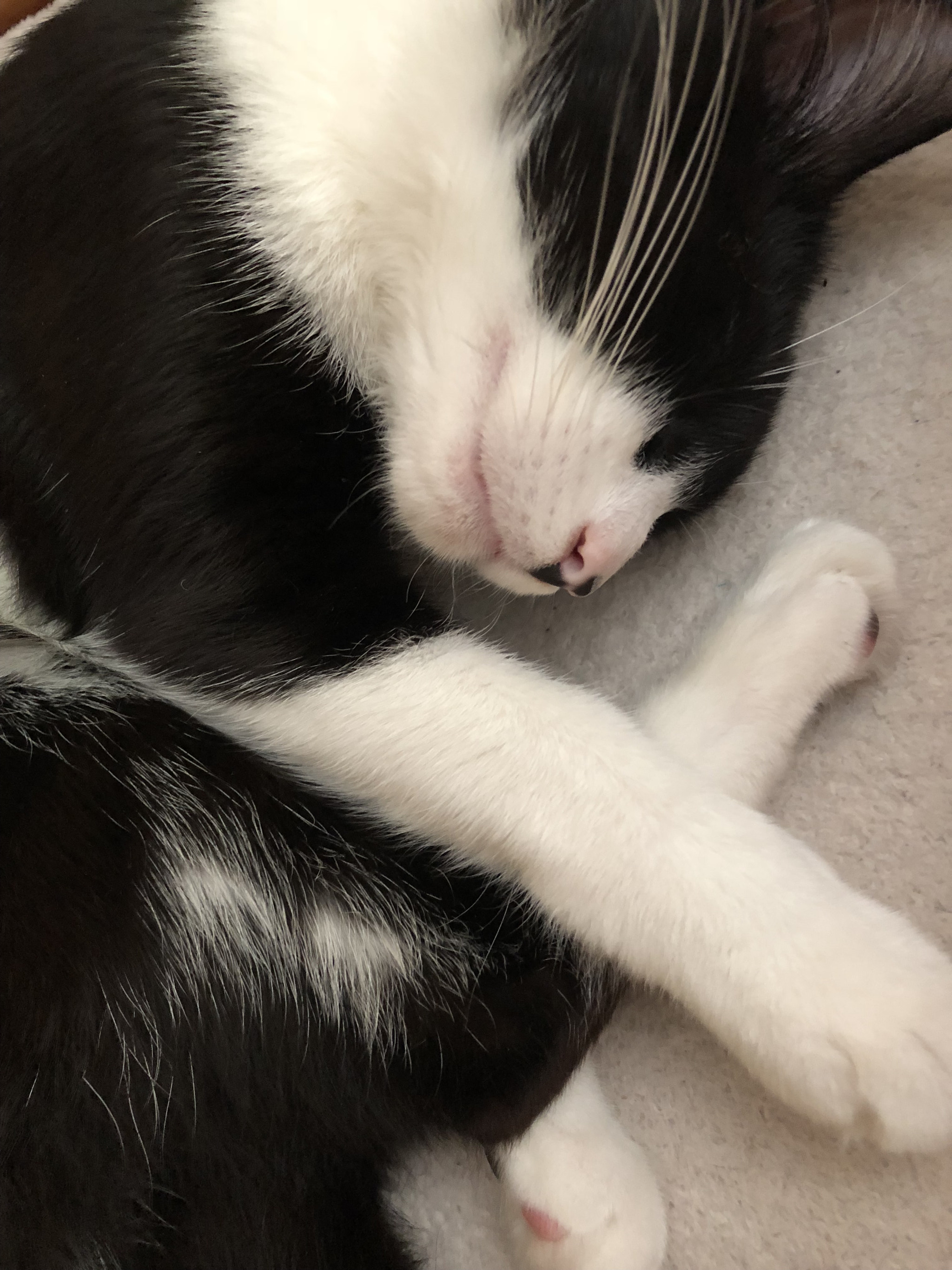 Apple iPhone 8 sample photo. Sleepy boy photography
