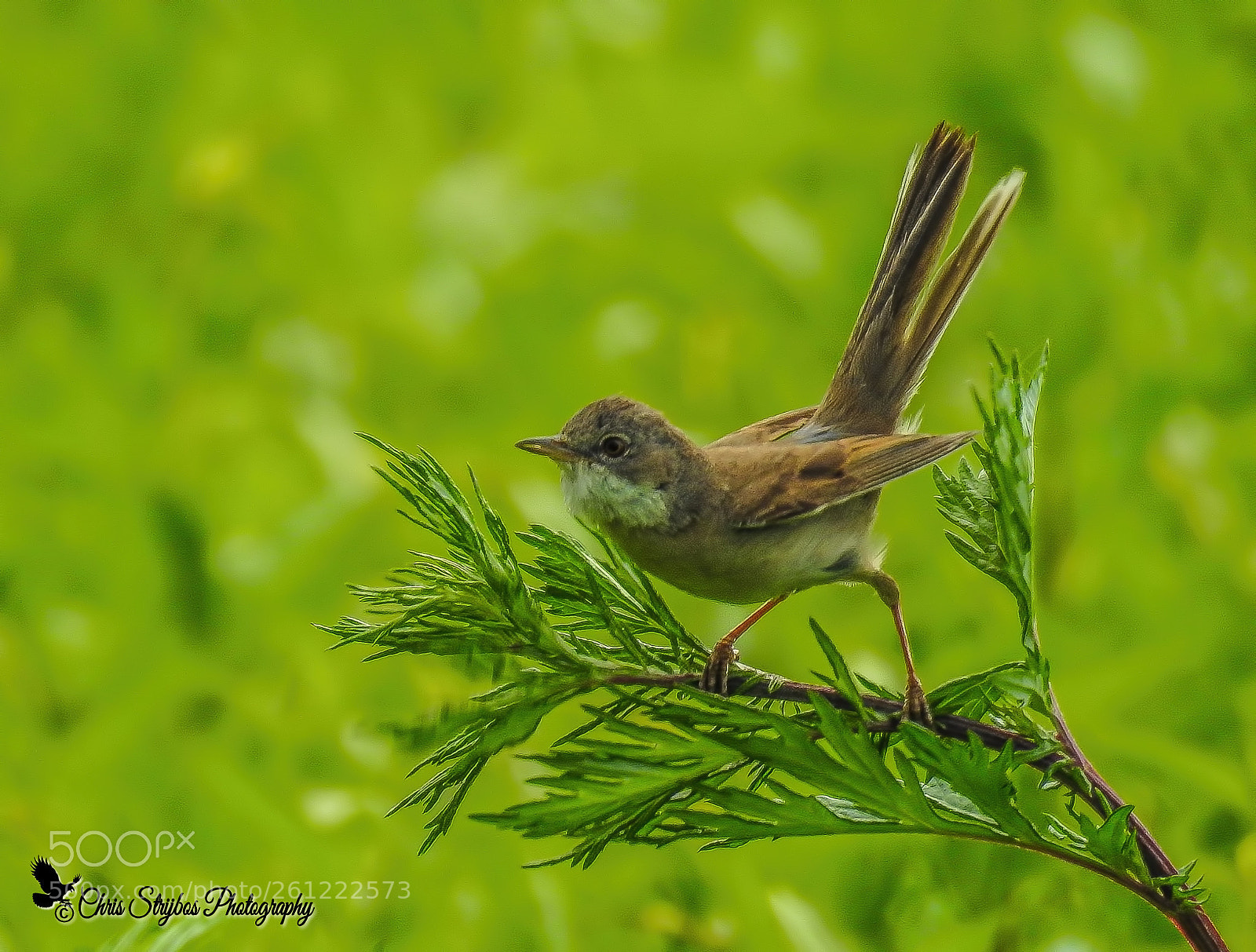 Nikon Coolpix P900 sample photo. Whitethroat photography