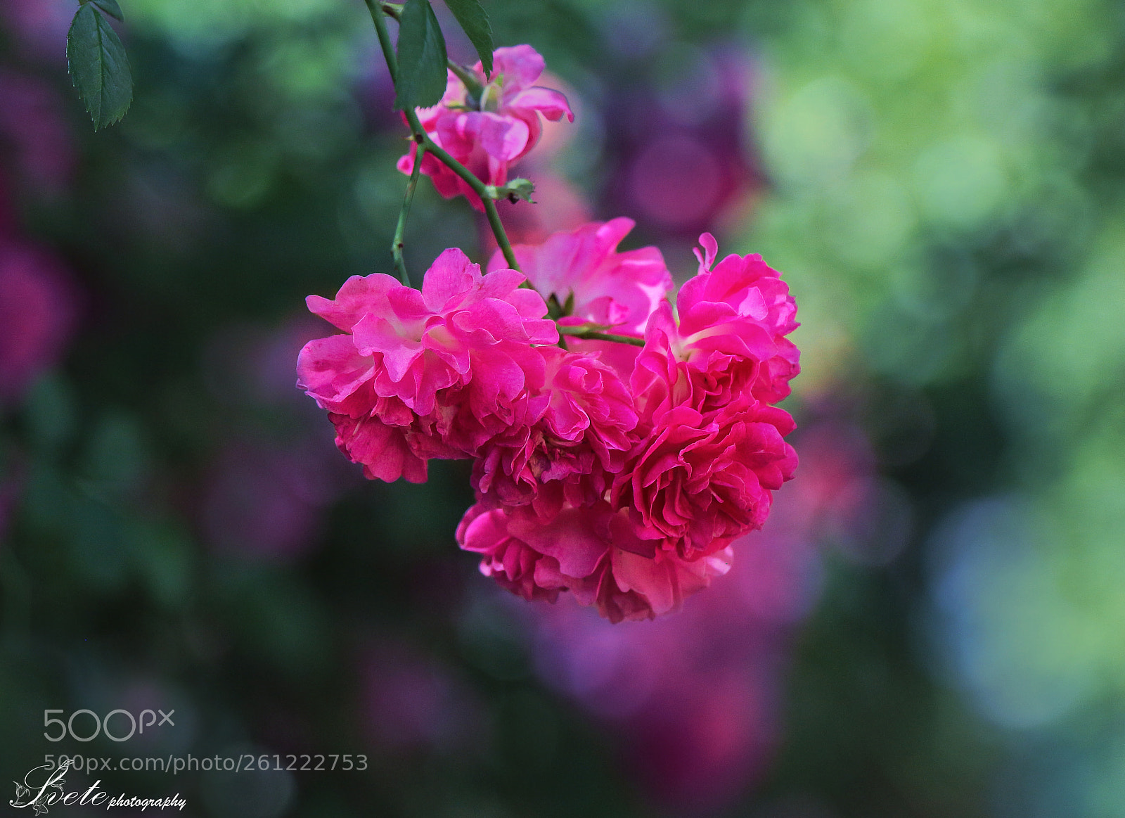 Canon EOS 700D (EOS Rebel T5i / EOS Kiss X7i) sample photo. Pink roses in bokeh. photography