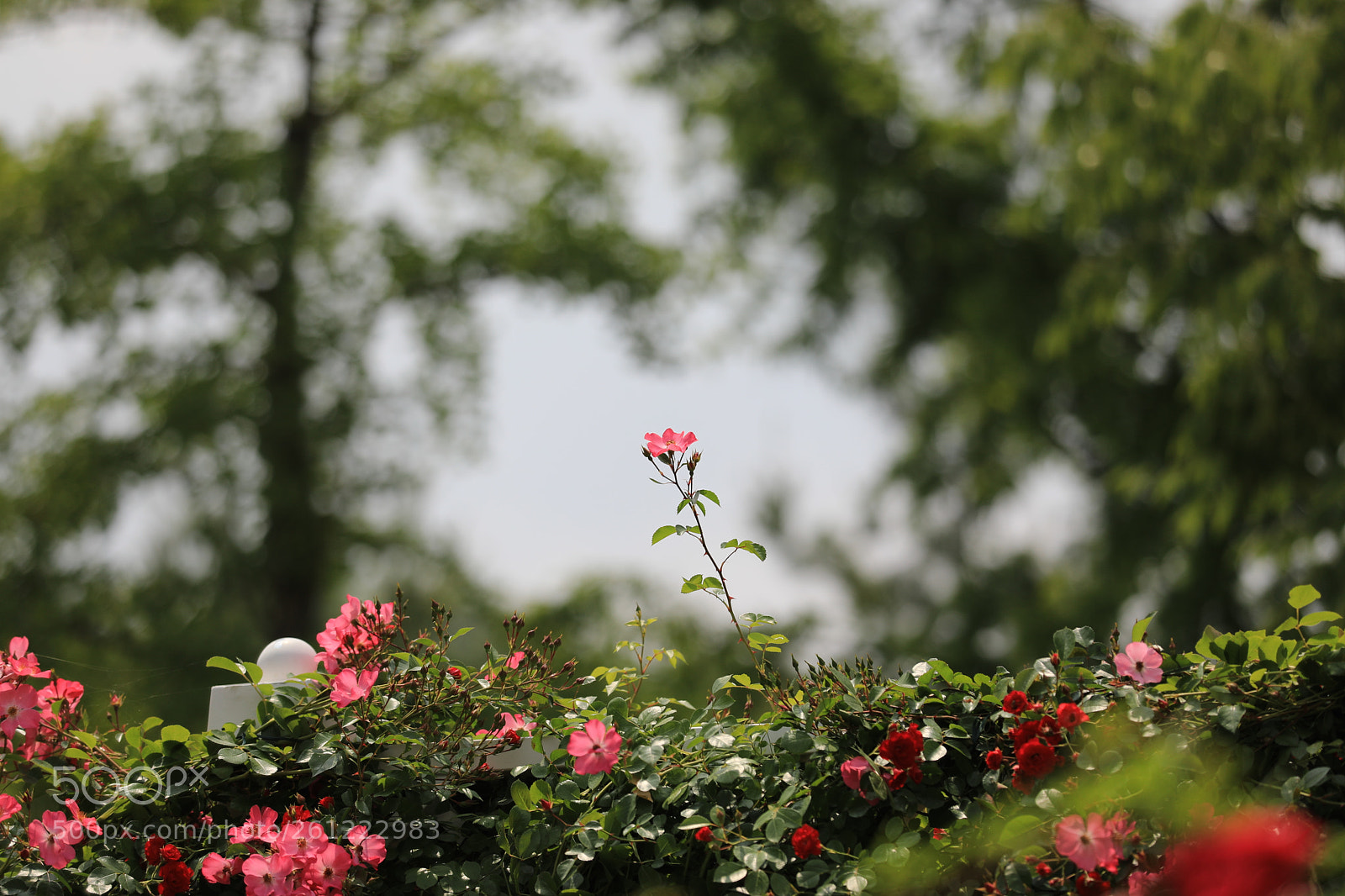 Canon EOS 5D Mark IV sample photo. Rose on the garden photography